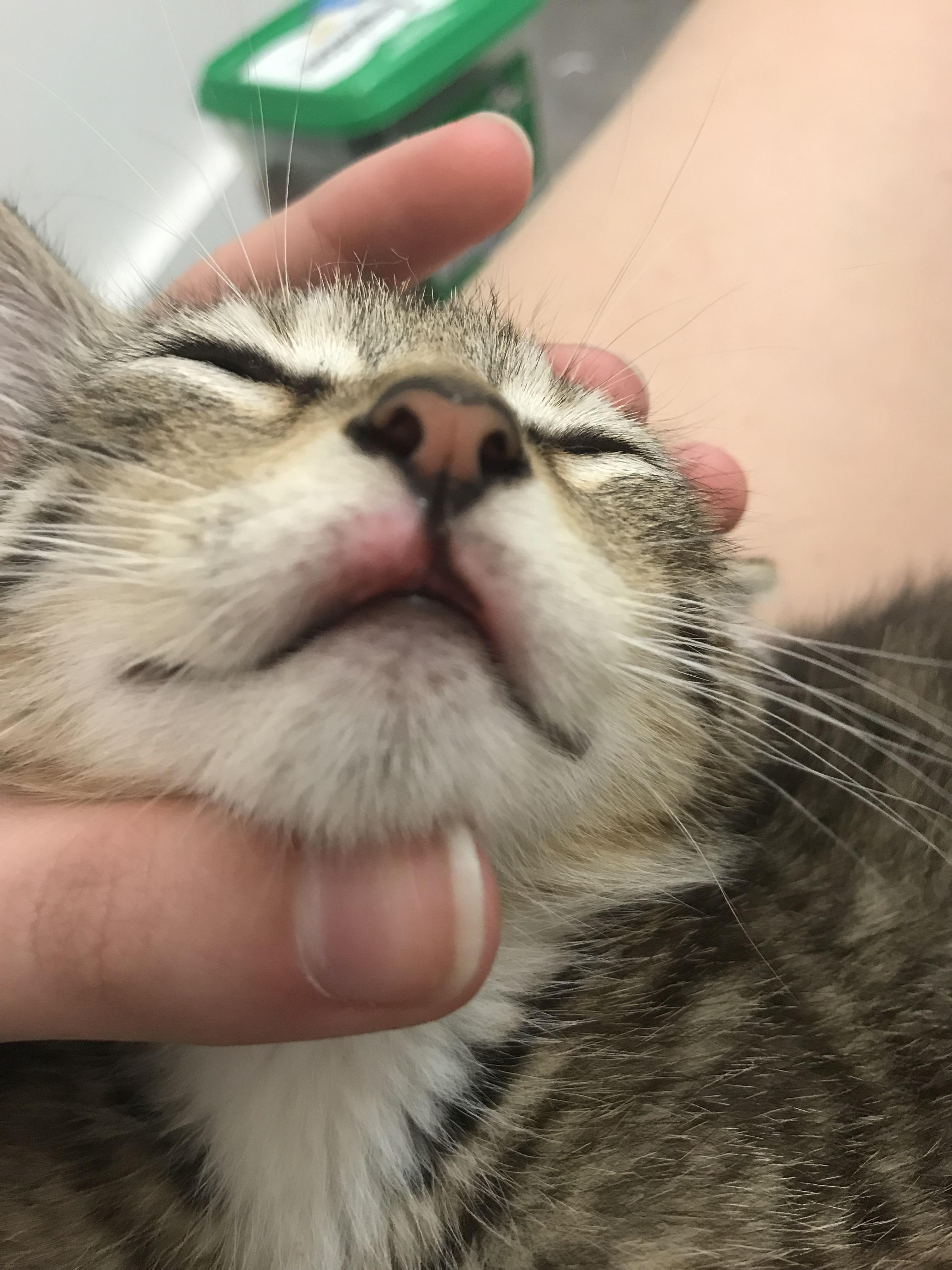 Why is my kitten’s upper lip red?? r/Kitten