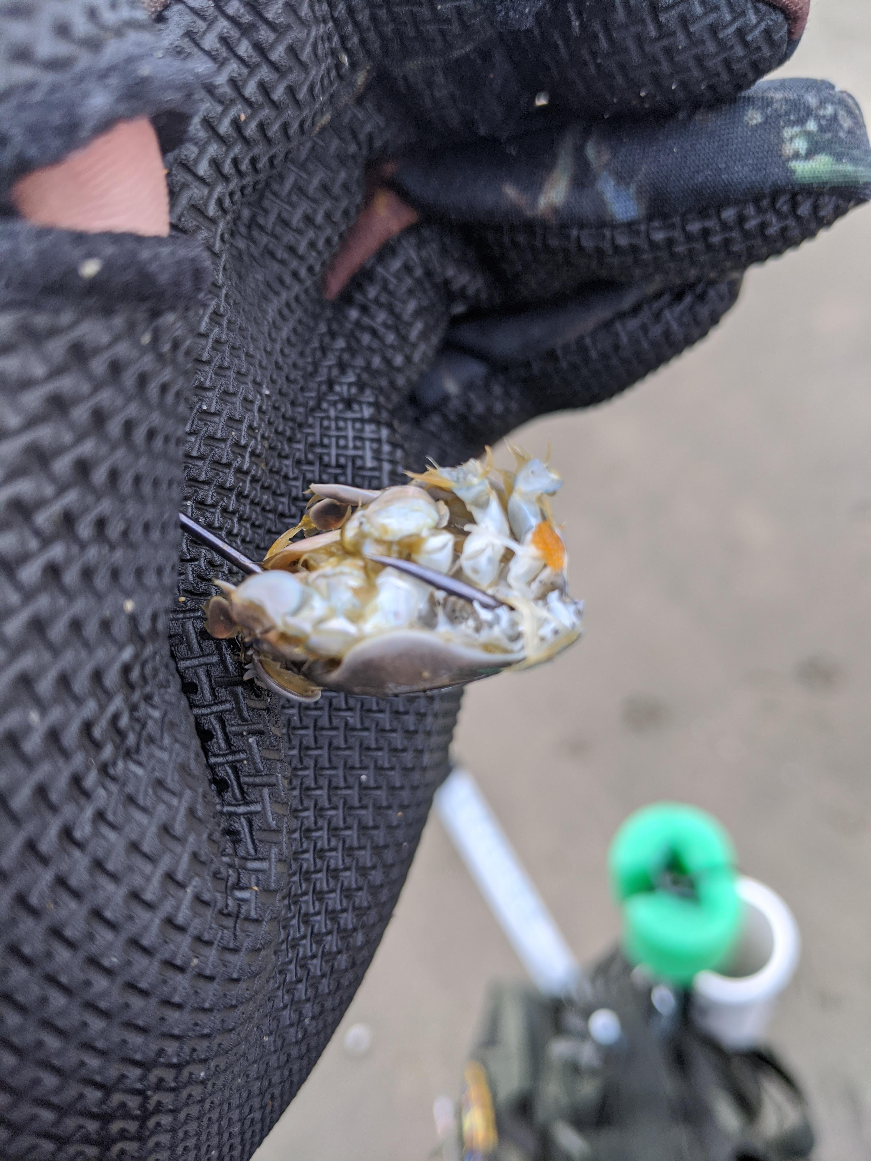 What can I do to prevent always having my sand crabs eaten off without