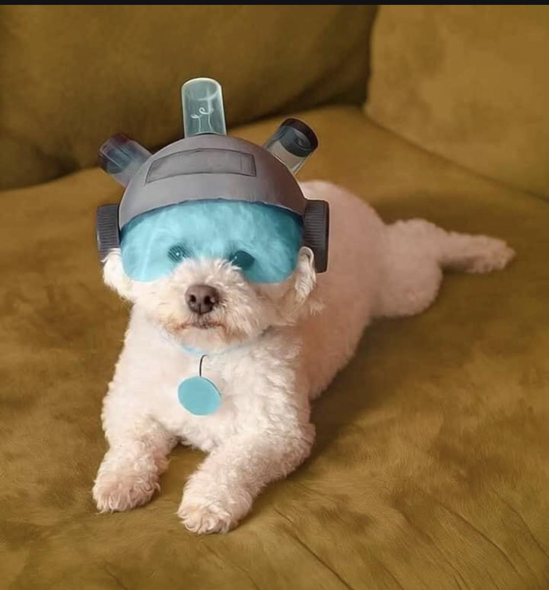 PsBattle Dog wearing helmet