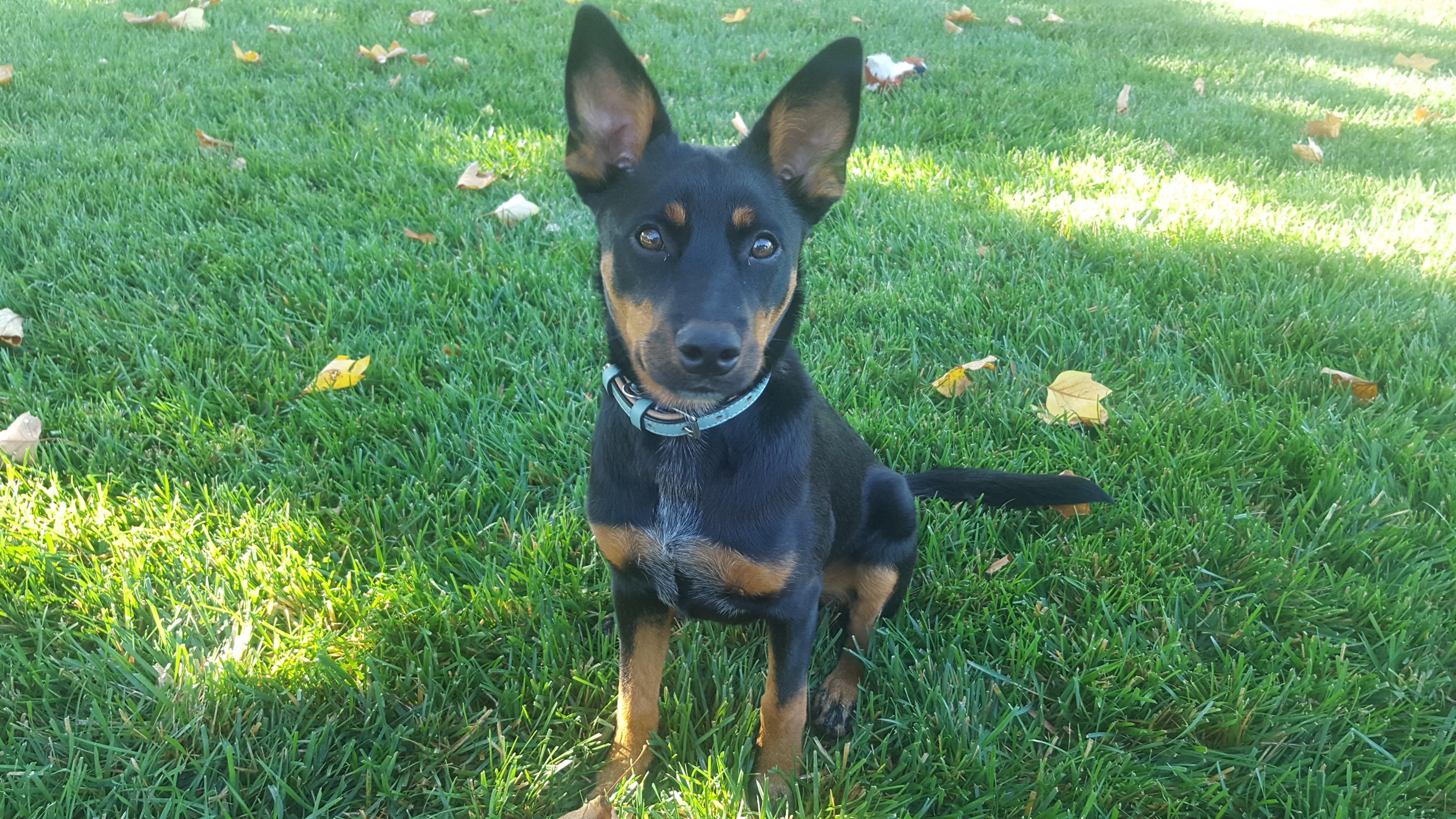 Just a picture of Kelpie ears with a dog attached to them r/kelpie