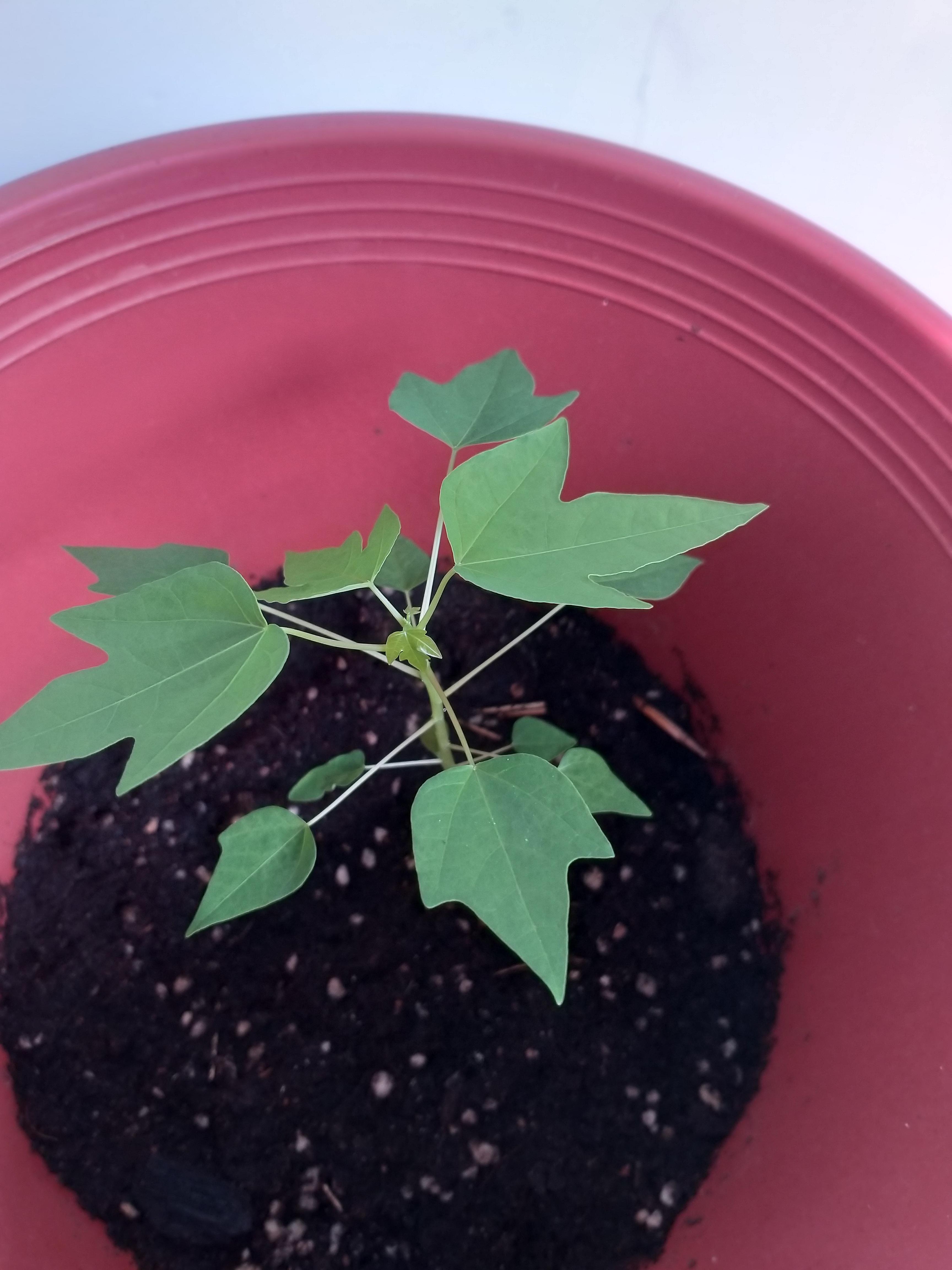 Admire my baby papaya plant r/gardening