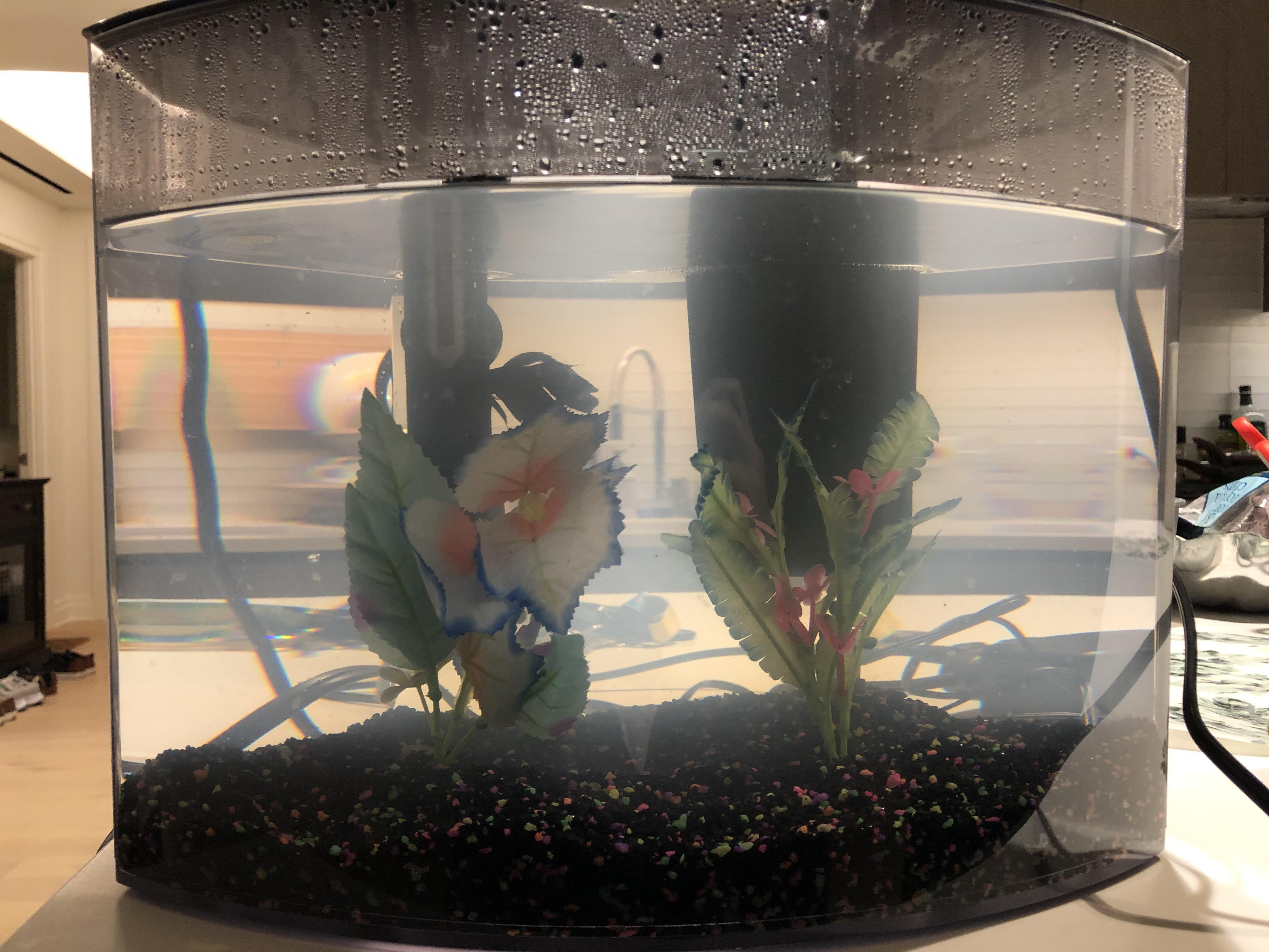 HELP! I came back home and my 5g tank is full of murky water. What