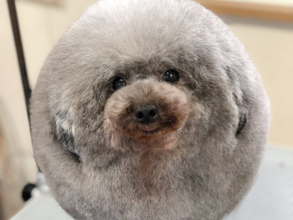 A fluffy mlem A dog salon in Japan called Yorikokoro groomed a dog to