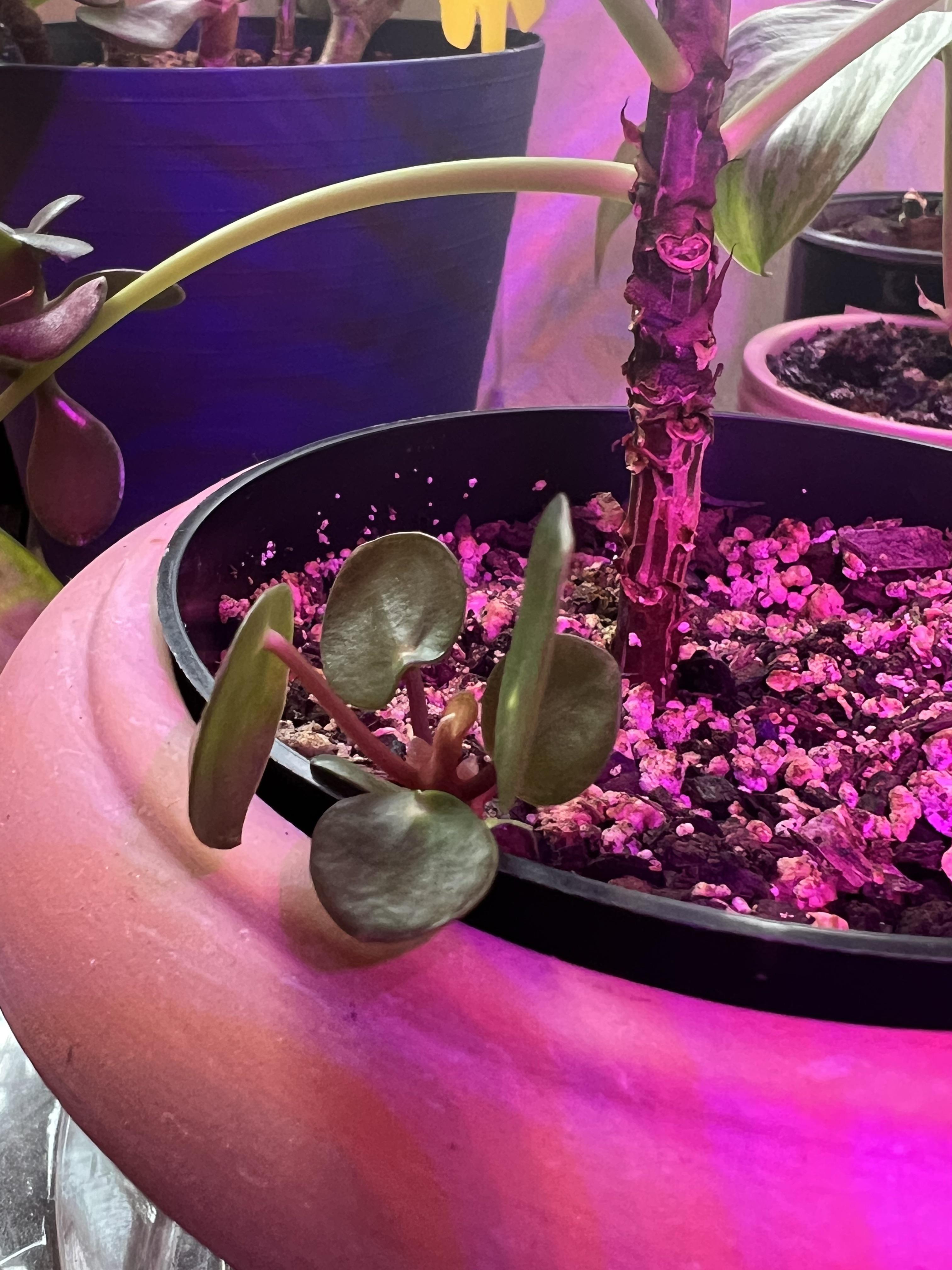 Pancake plant baby!! 🥰🪴 r/houseplants