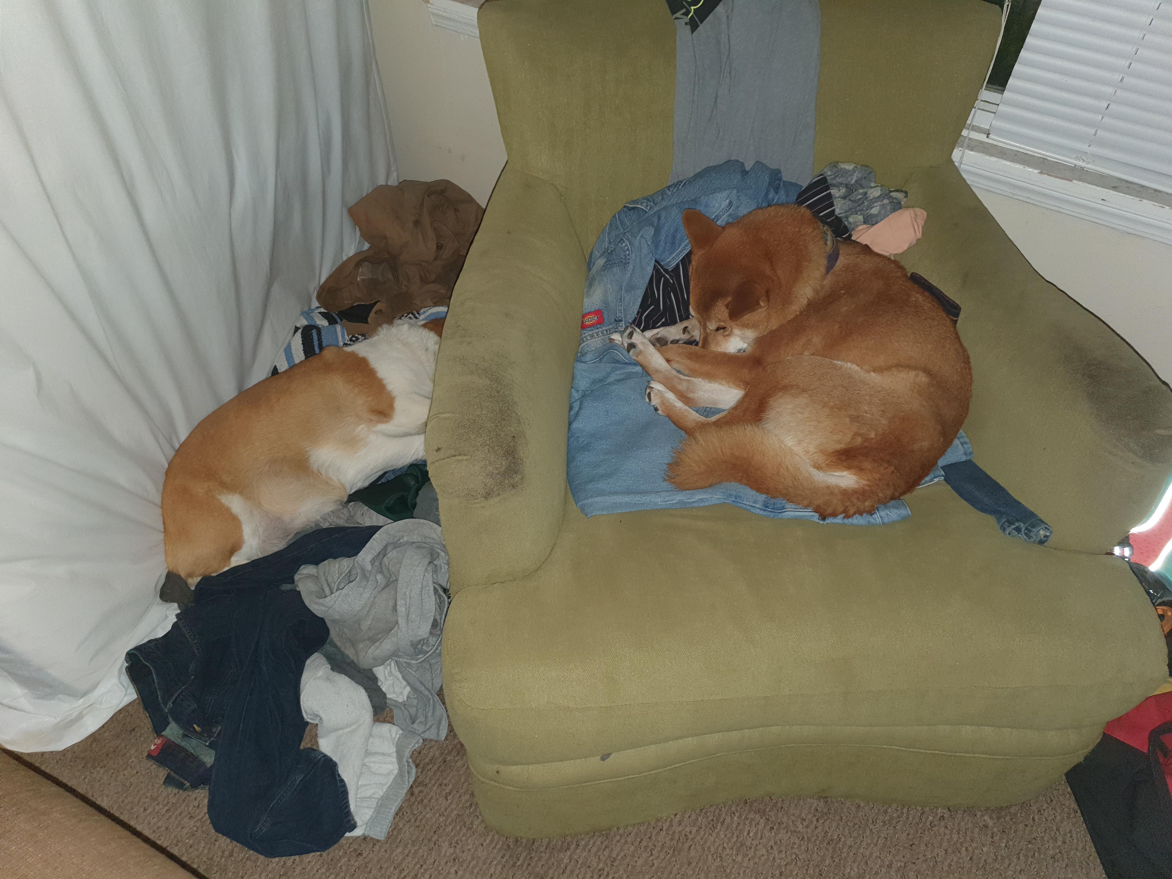 the devastating loss of the laundry pile! r/shiba
