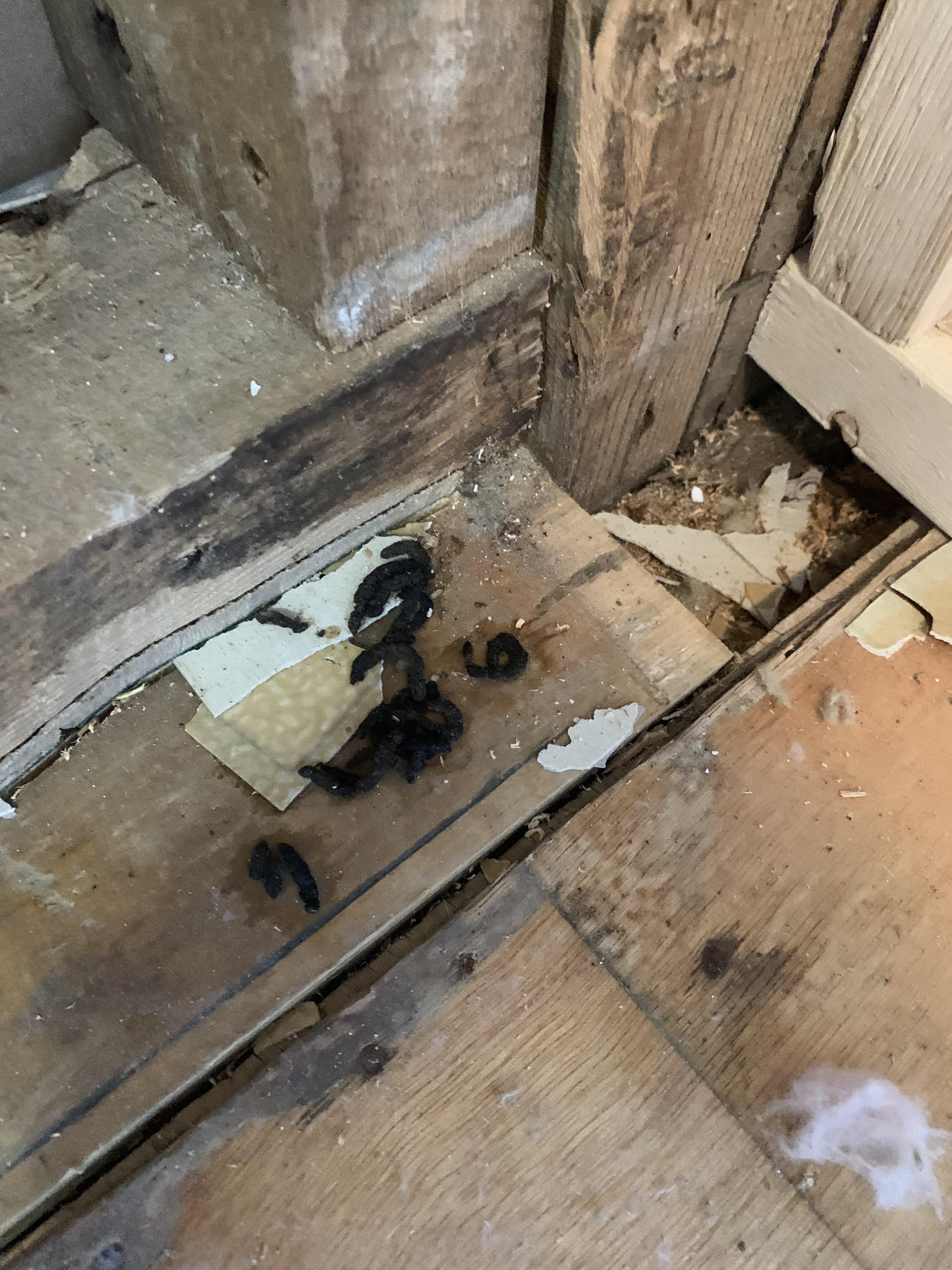 East Ontario poop identification found this morning r/pestcontrol