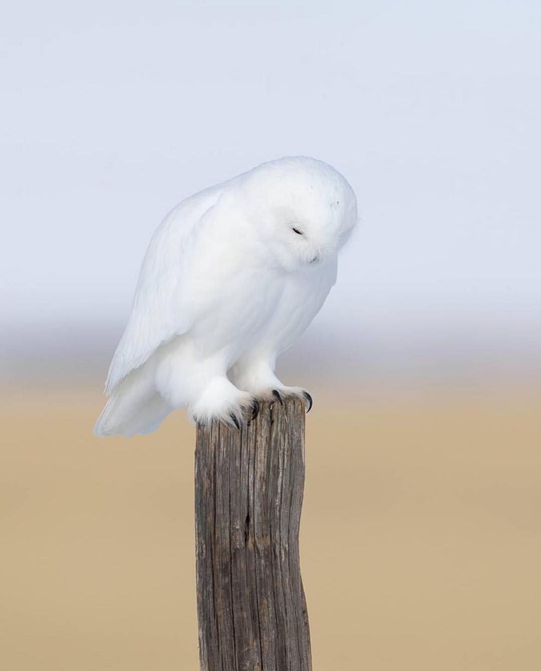🔥 White Owl 🔥 NatureIsFuckingLit