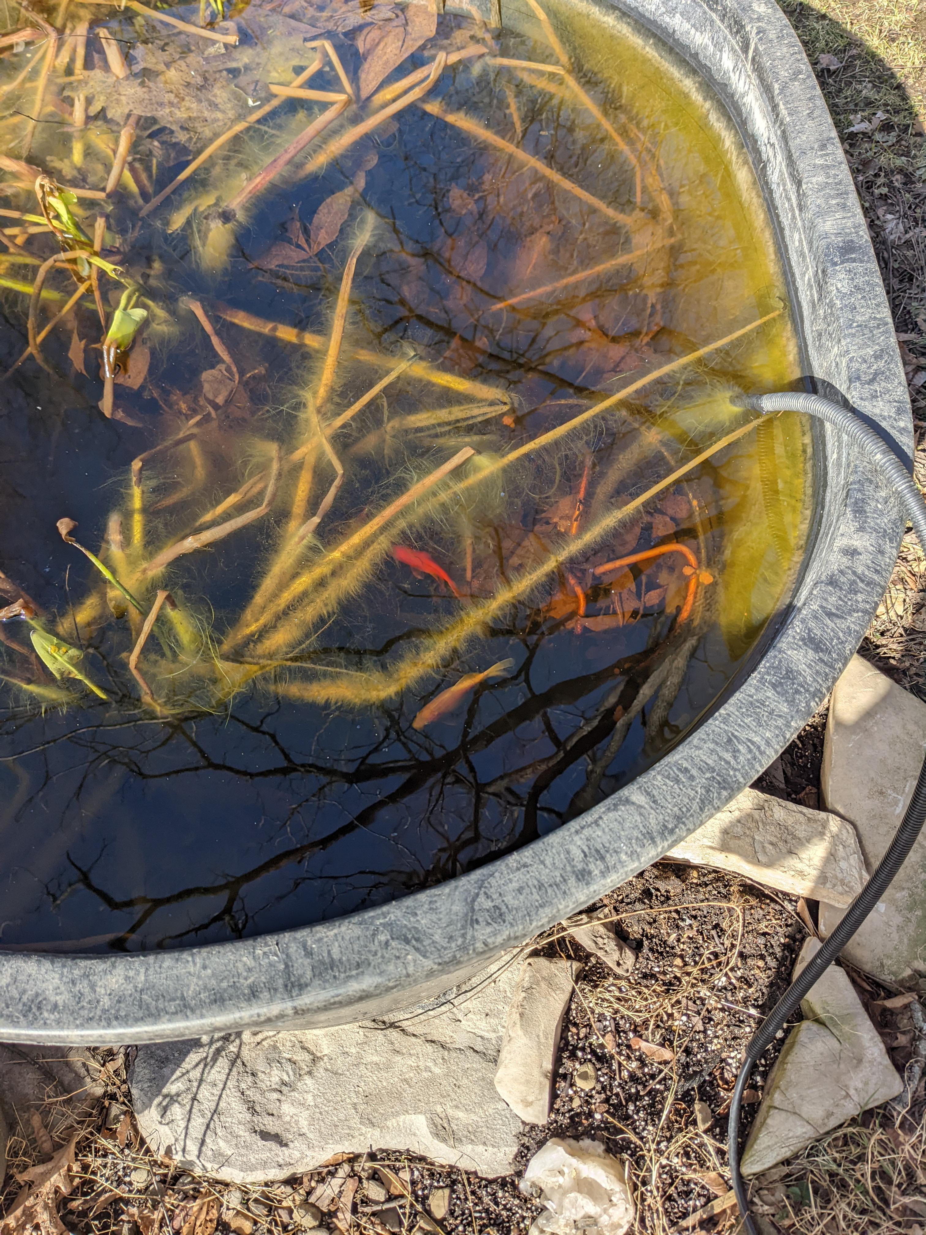 My Goldfish Survived the Winter in Water Garden r/gardening
