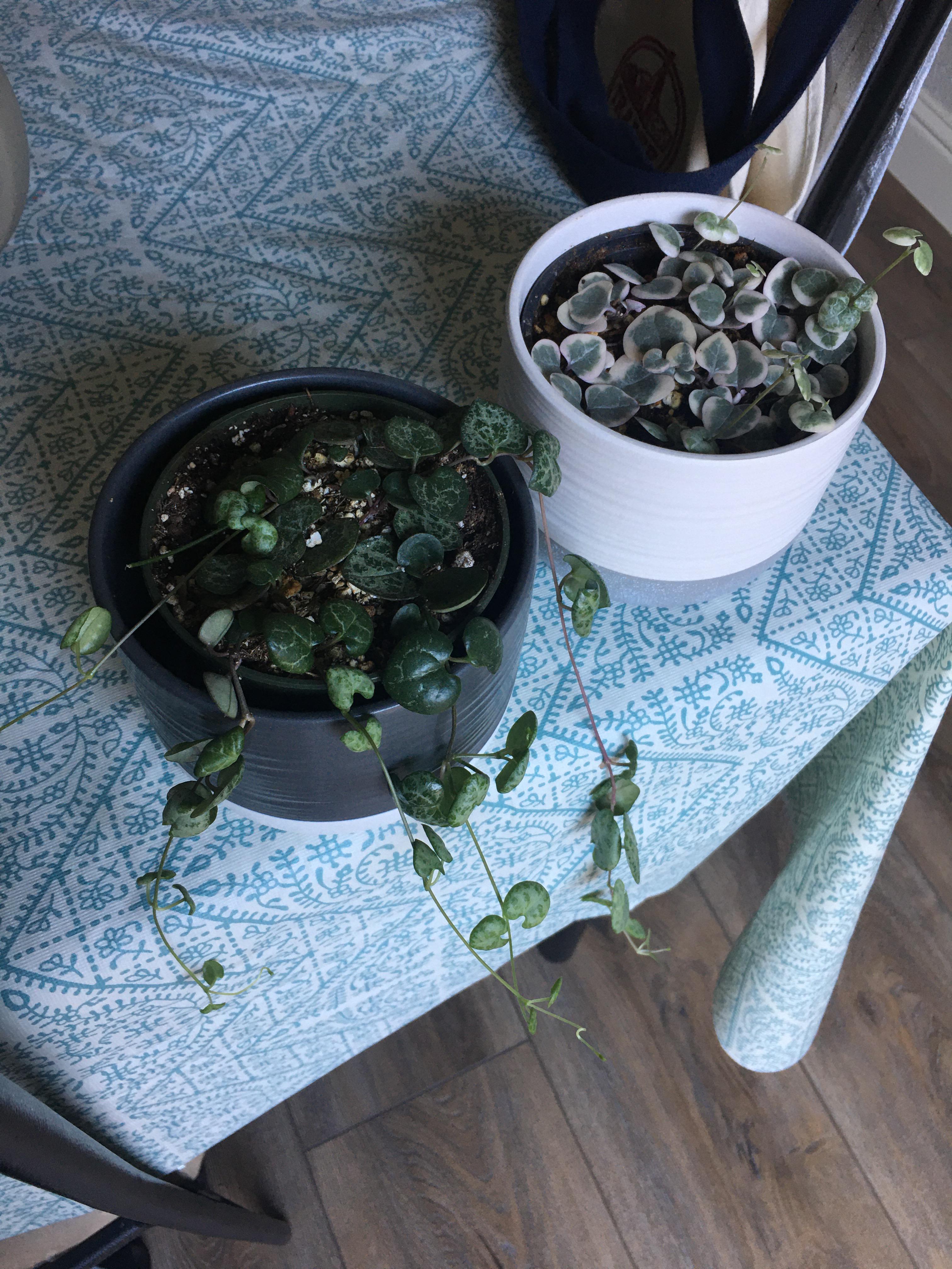 My pride and joy(s). Do variegated SOH grow slower?