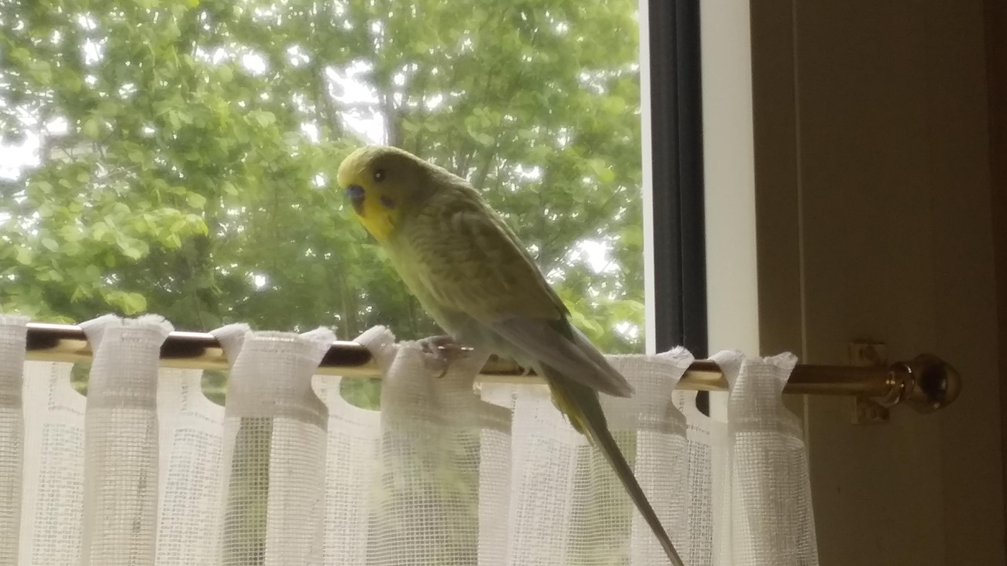 This is Benny. He's 1 year old, hates hands and is a fan of looking out