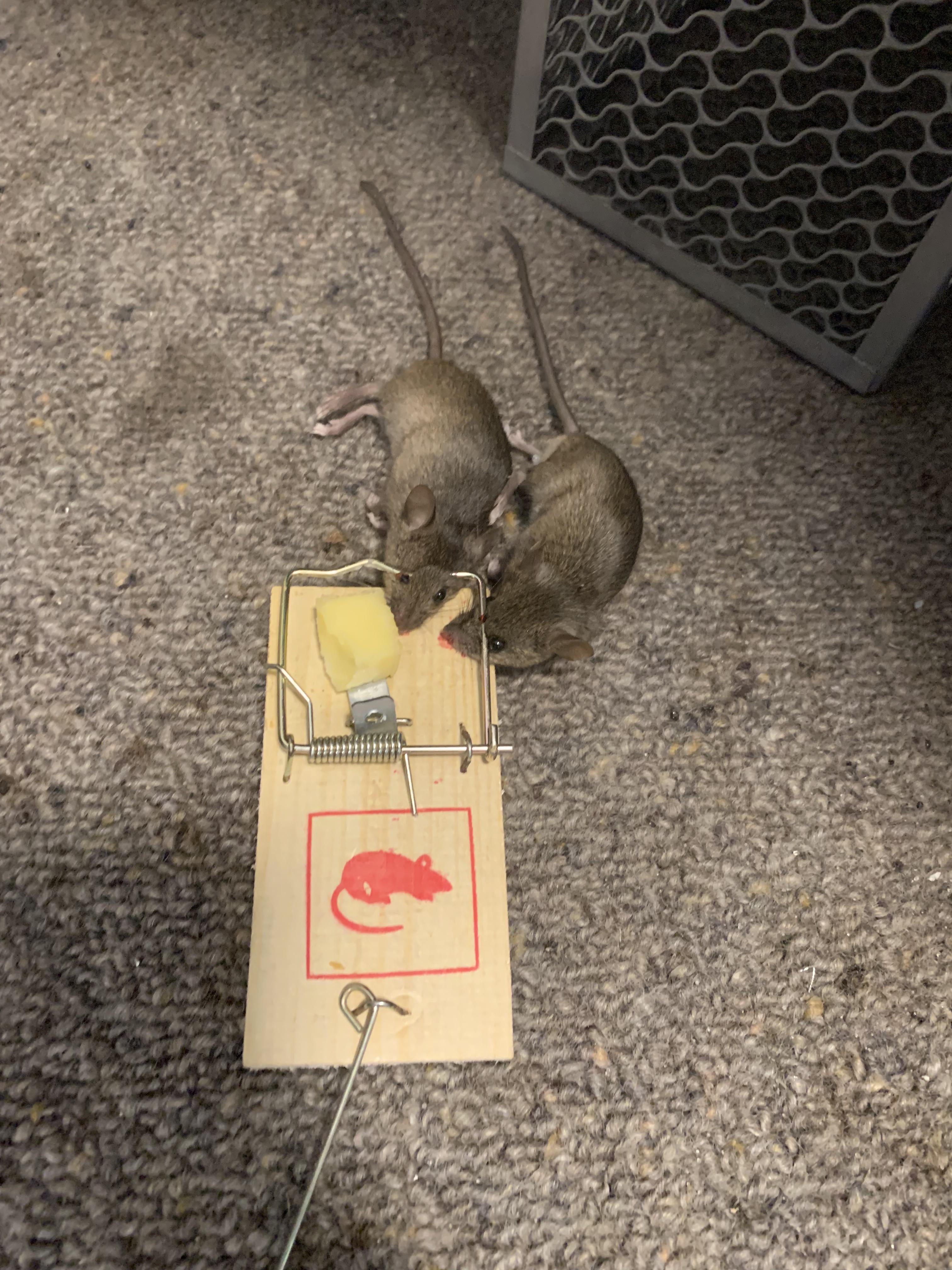 Genuinely caught 2 mice in one trap yesterday, pretty small mice and