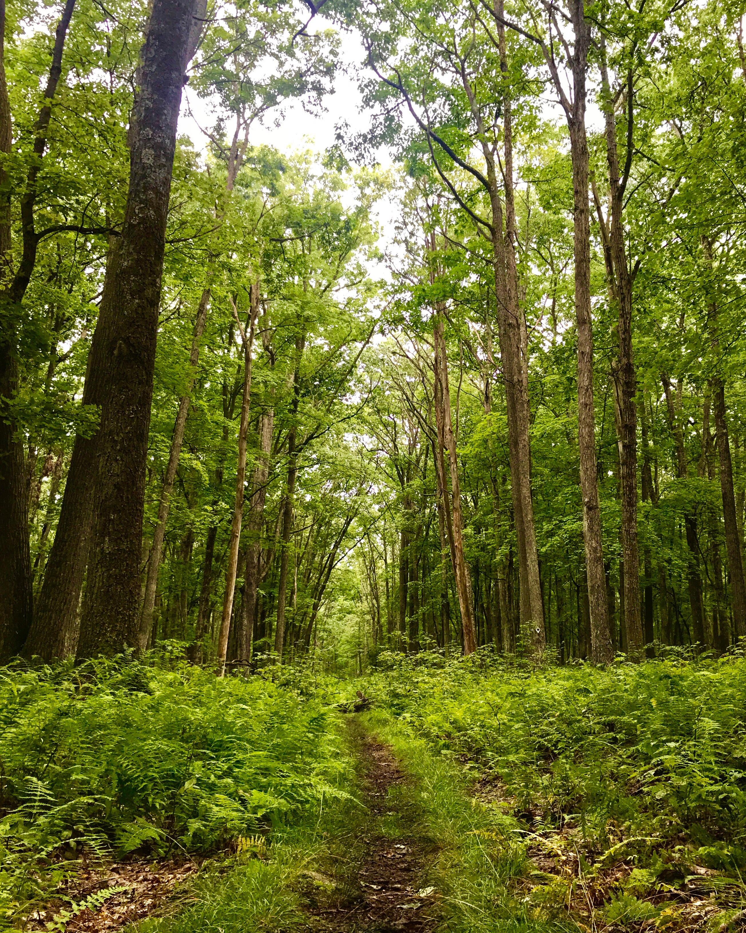 Backpacking Allegheny National Forest, PA, 12 miles r/CampingandHiking