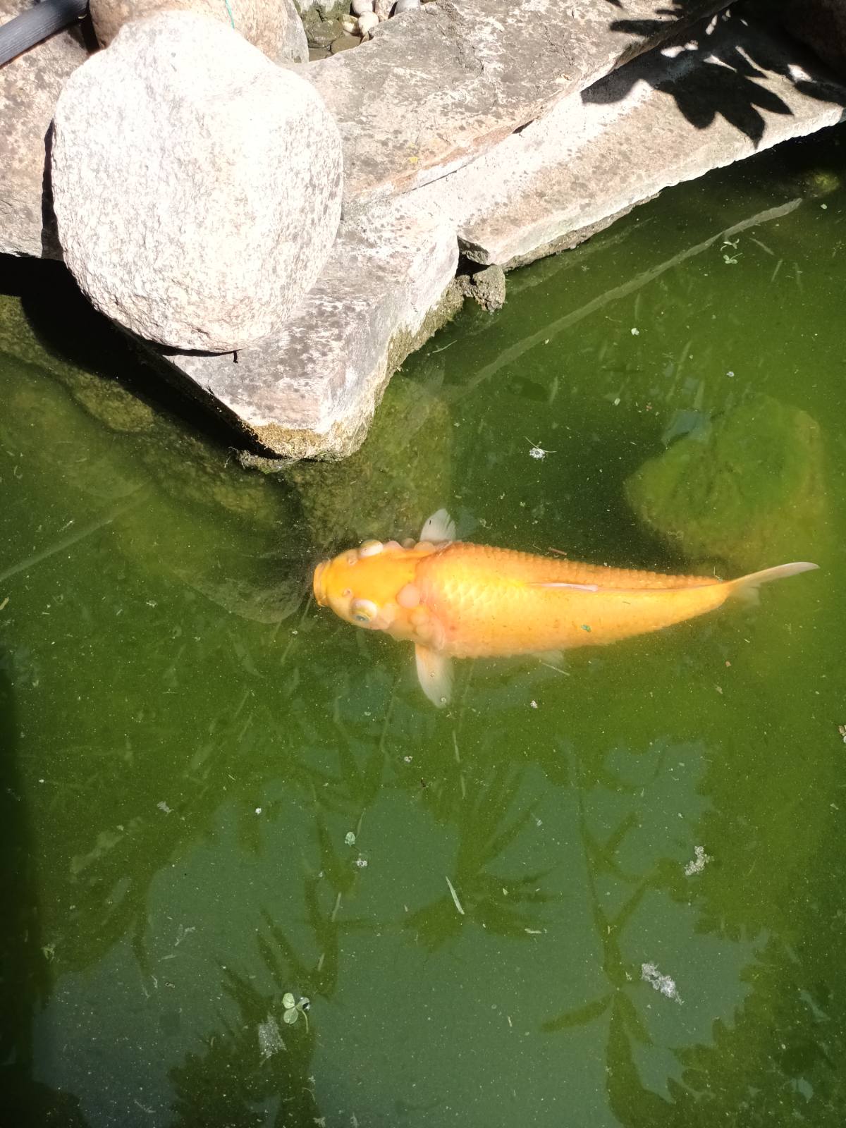 Hello, I have pool with diffirent types of fishes,and one koi fish
