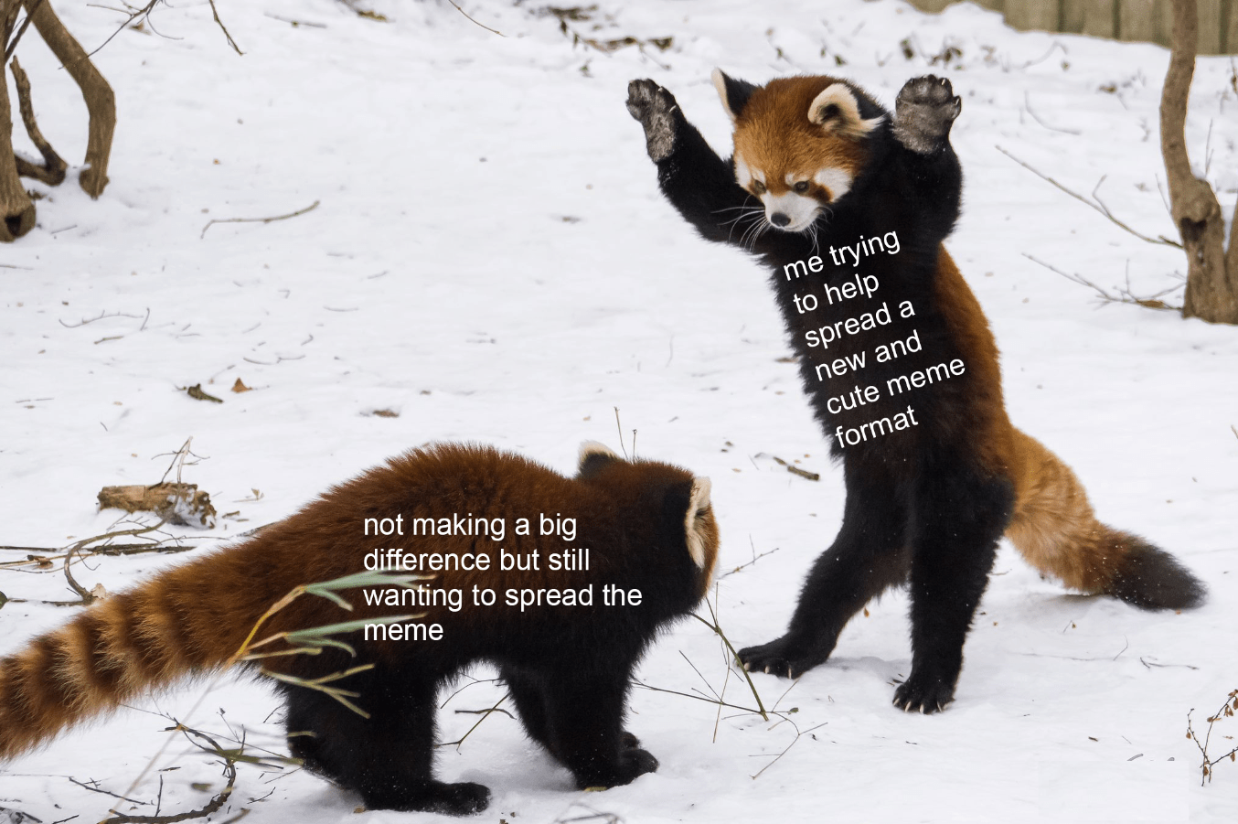 lets make this red panda format a thing r/wholesomememes