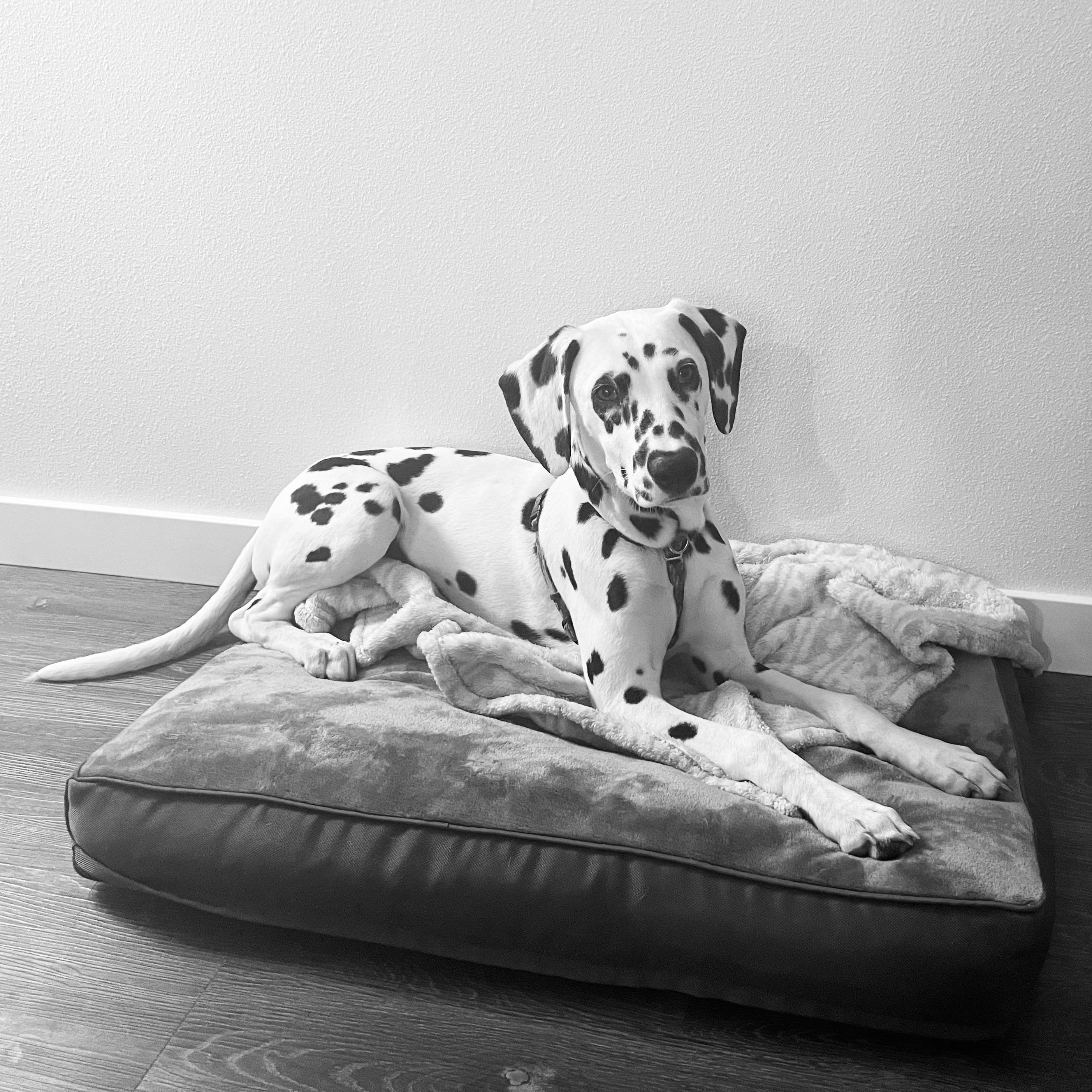 Low purine wet food suggestions for fussy eater? r/dalmatians