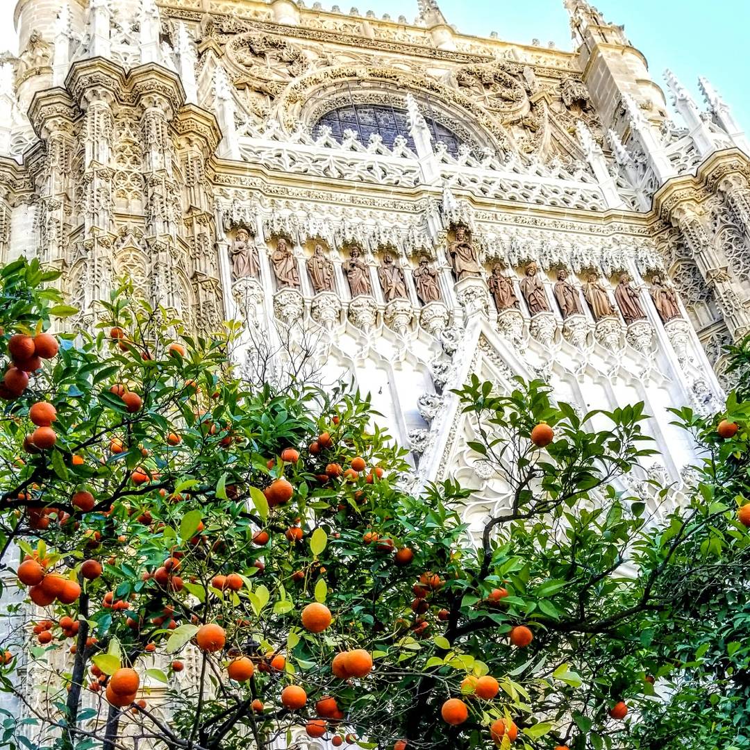 Orange trees in front of the Seville Cathedral r/MostBeautiful