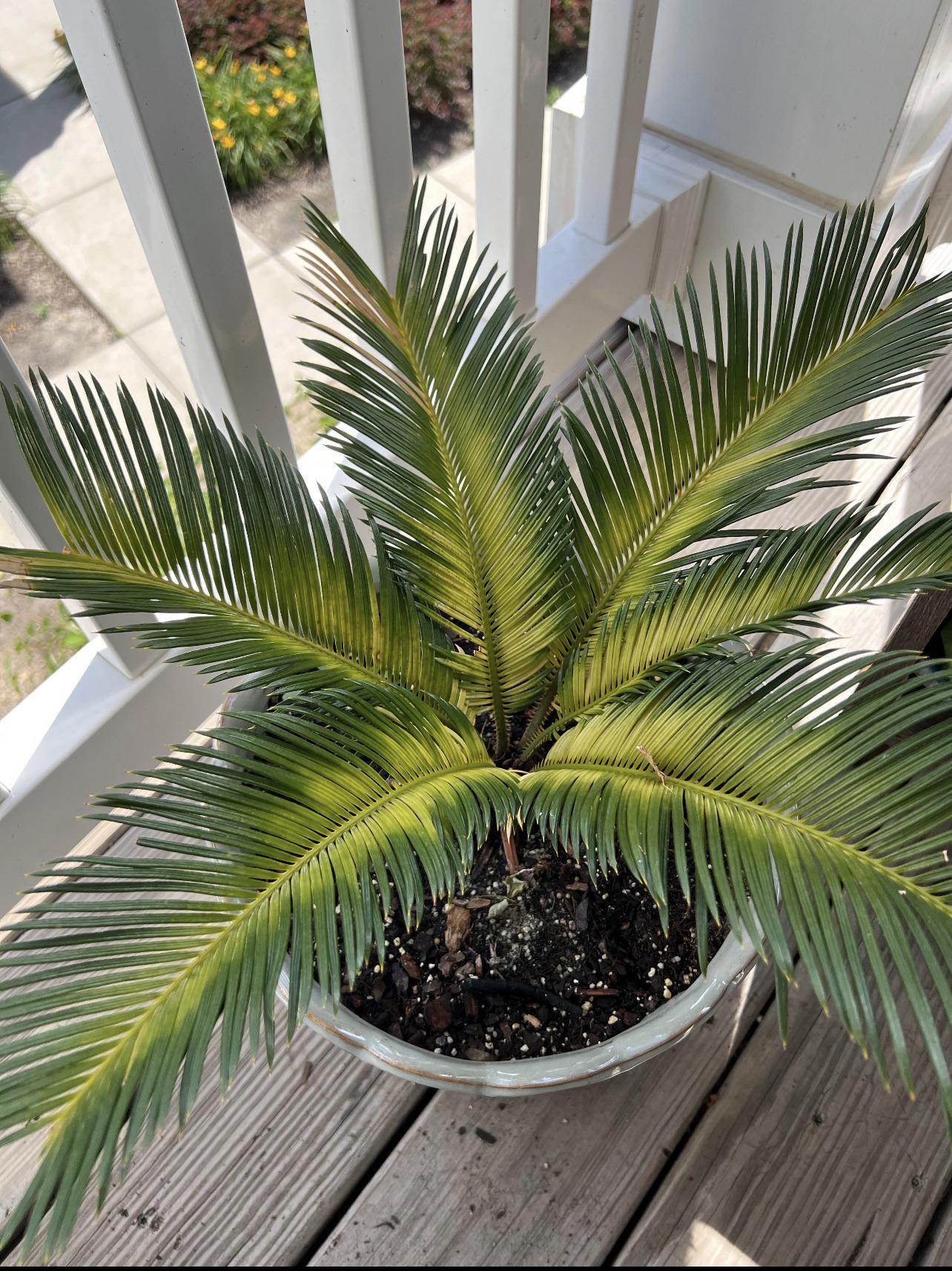 Help! I think my Sago Palm is overwatered because his leaves are