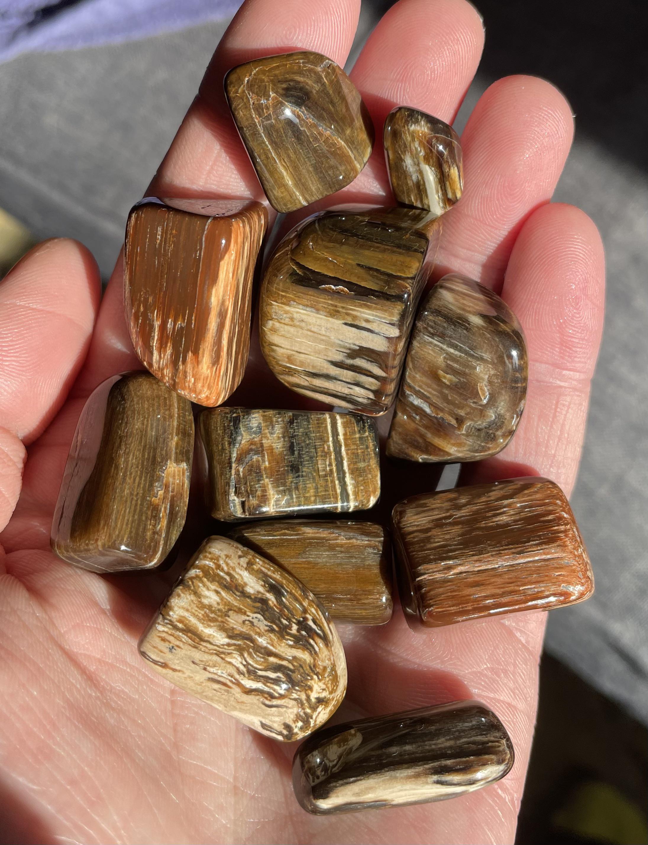 Fresh out of the tumbler! I think petrified wood is my favorite to