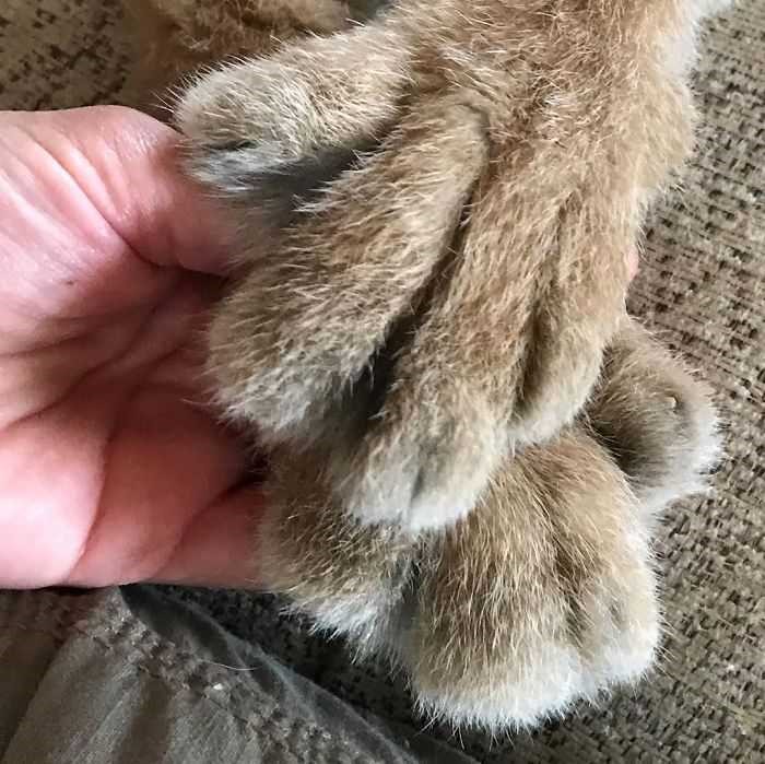 Canada Lynx paws r/AbsoluteUnits