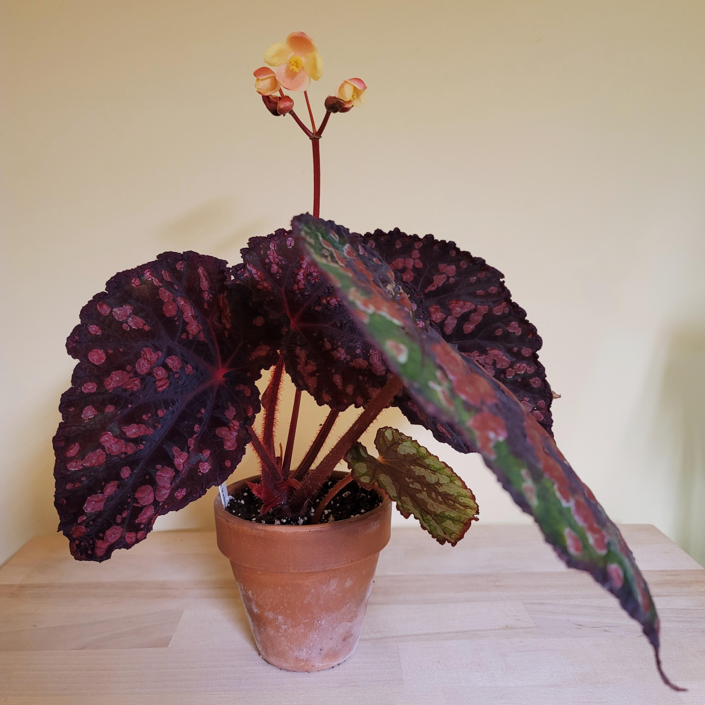 Steve's Leaves Yellow Jacket r/begonias