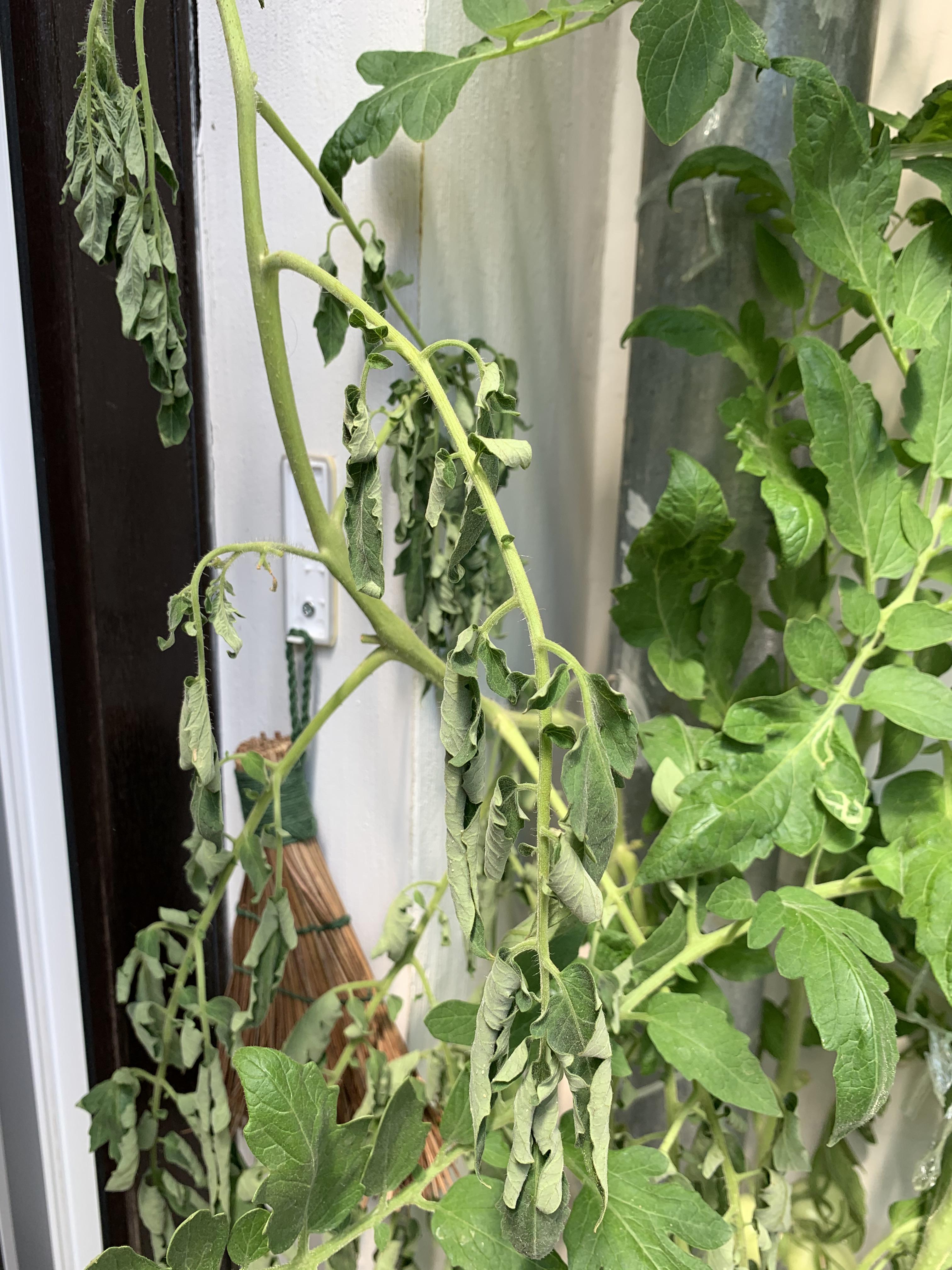Whats wrong with my tomato plant? r/gardening