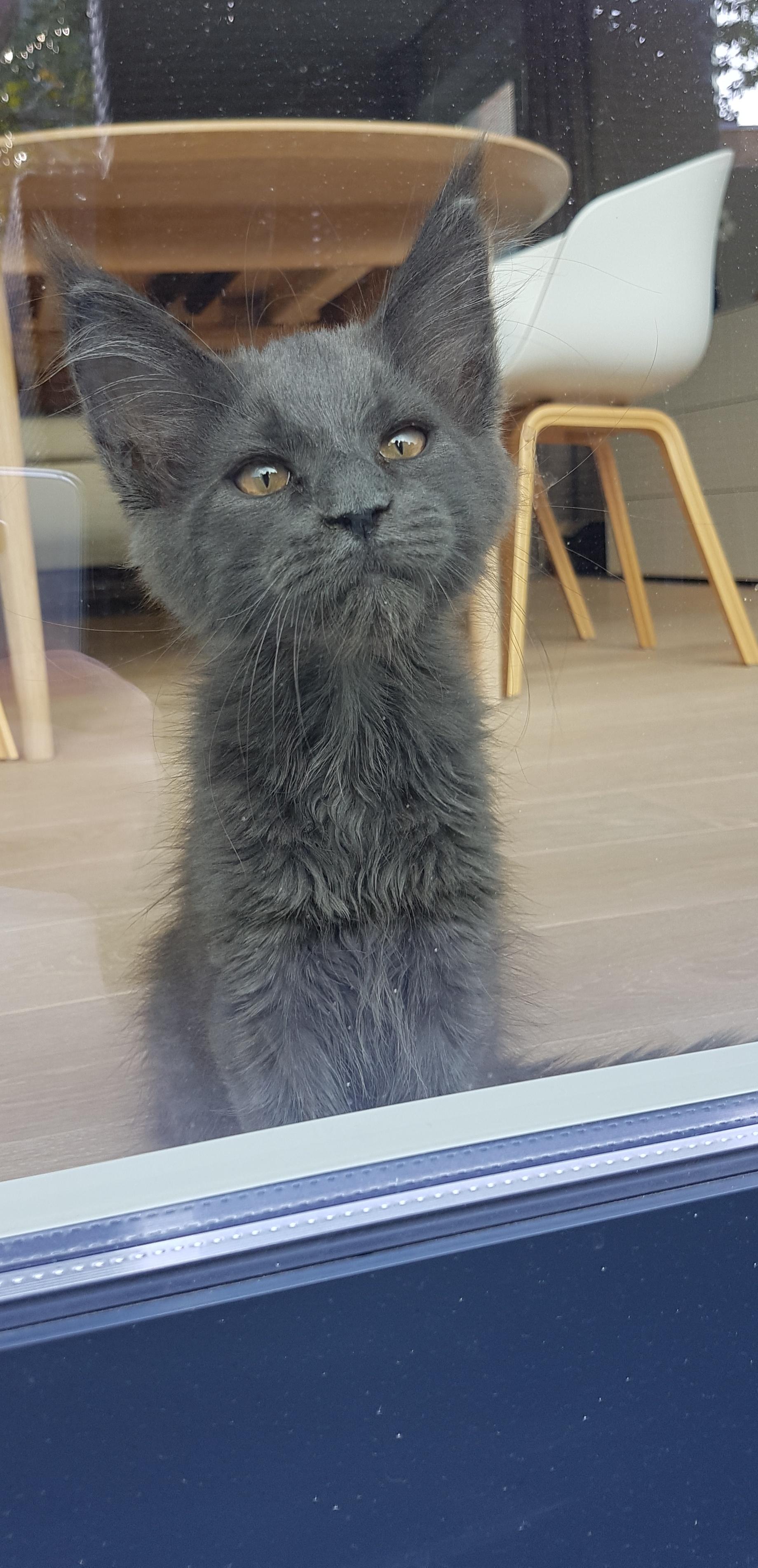 Blue Maine Coon Kitten