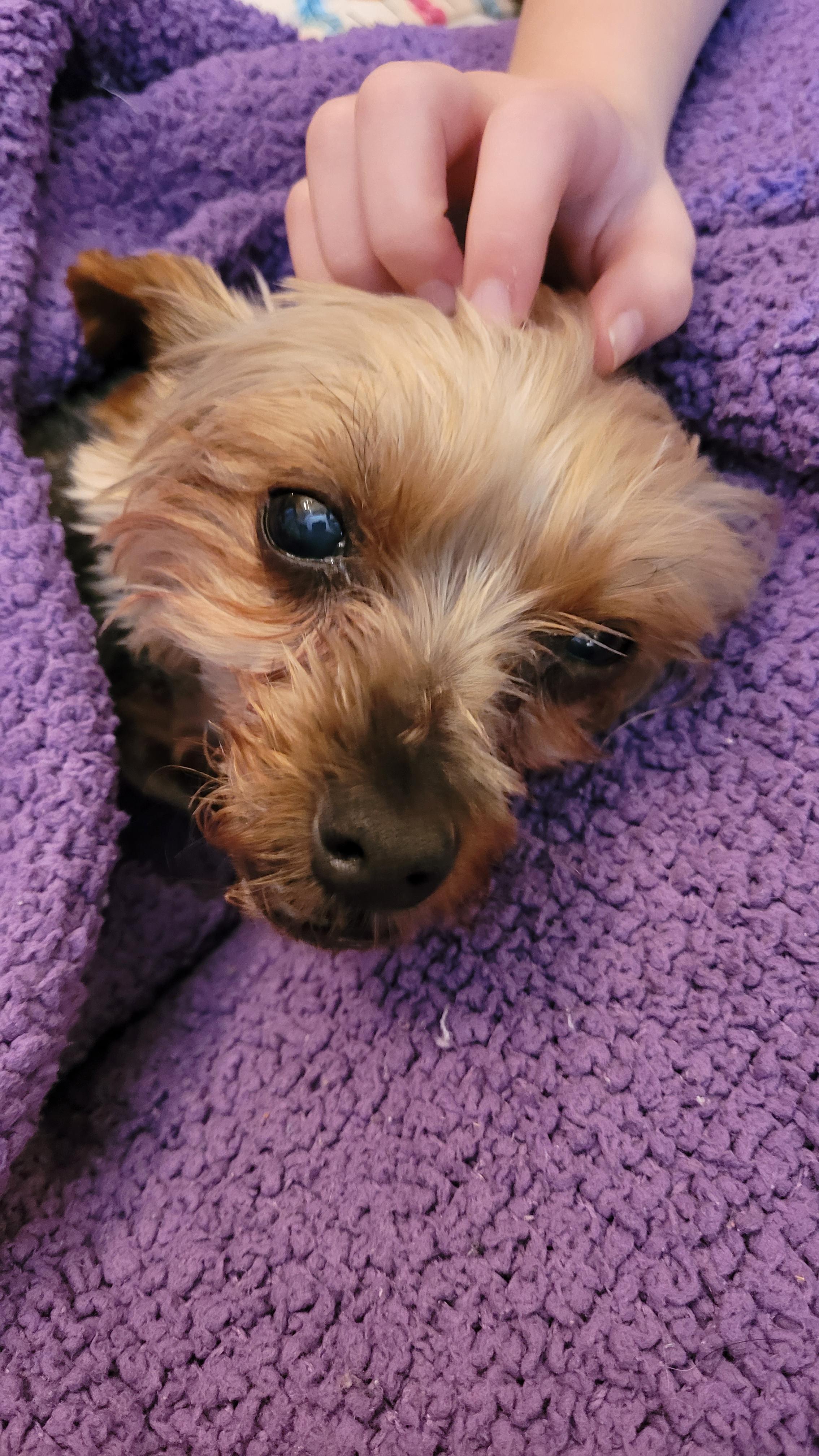 How Often Should You Bathe A Yorkie