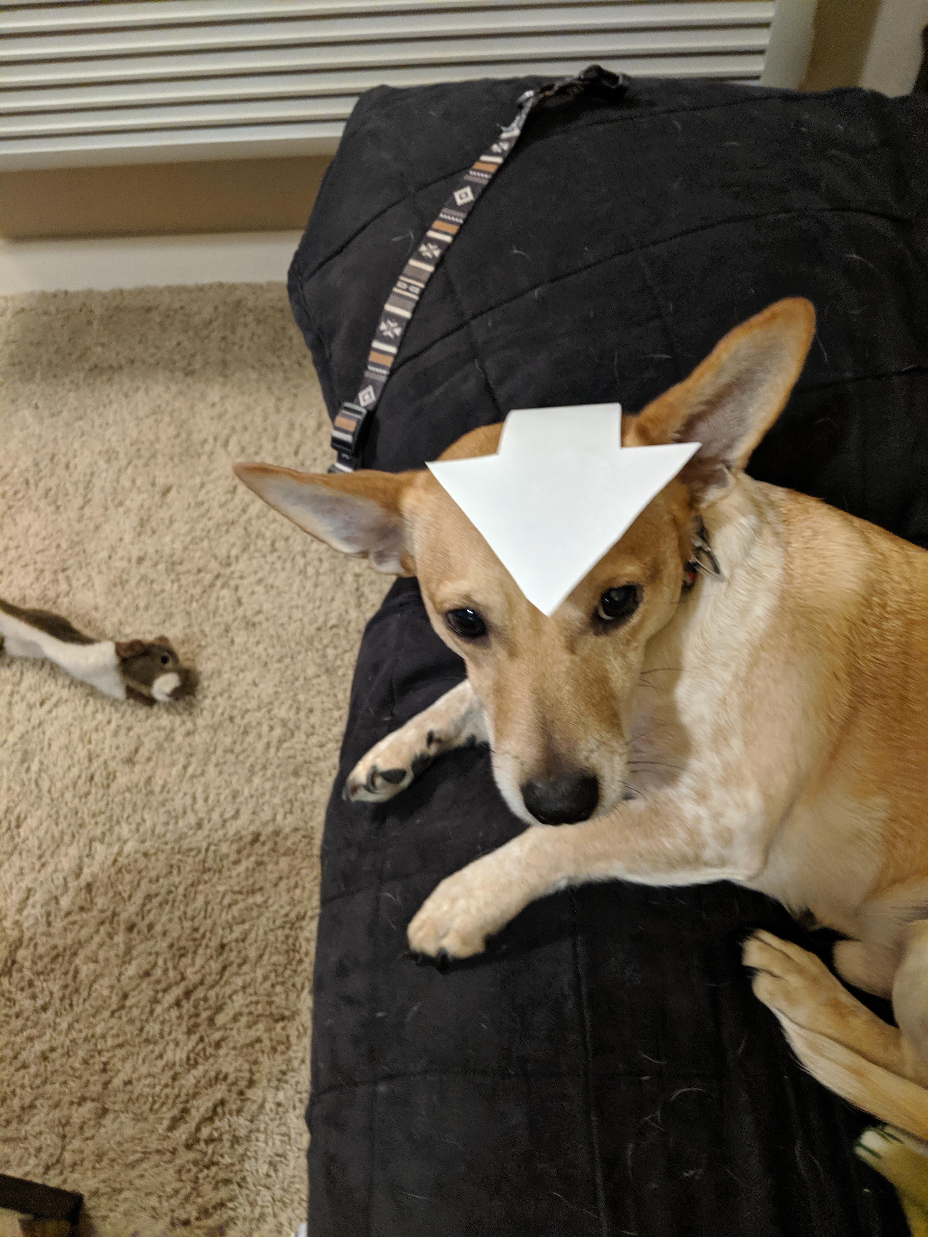 Our dog Appa'e super expensive 'Appa' costume r/TheLastAirbender