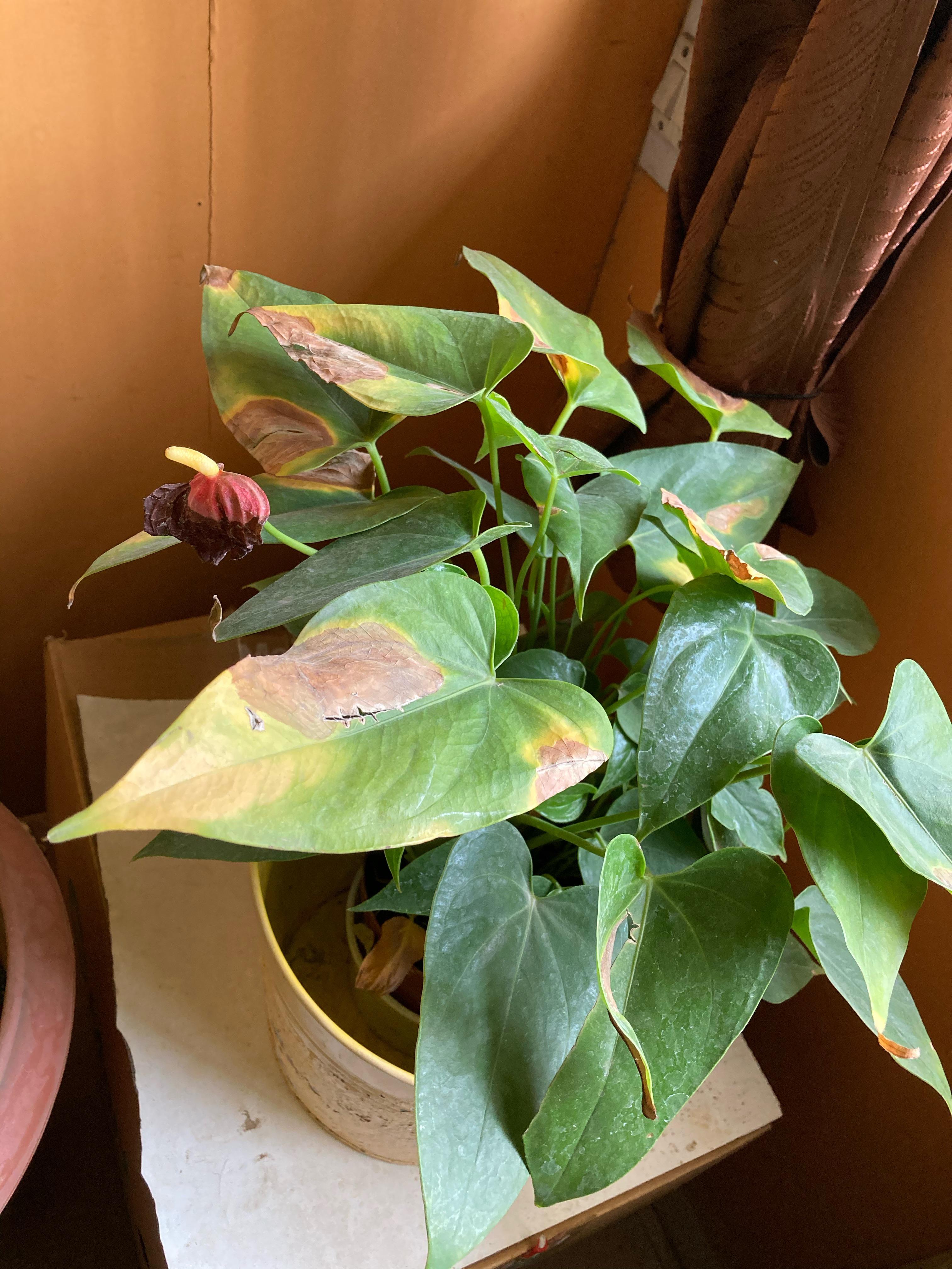 How to avoid browning of leaves? Can someone help? Genus Anthurium r