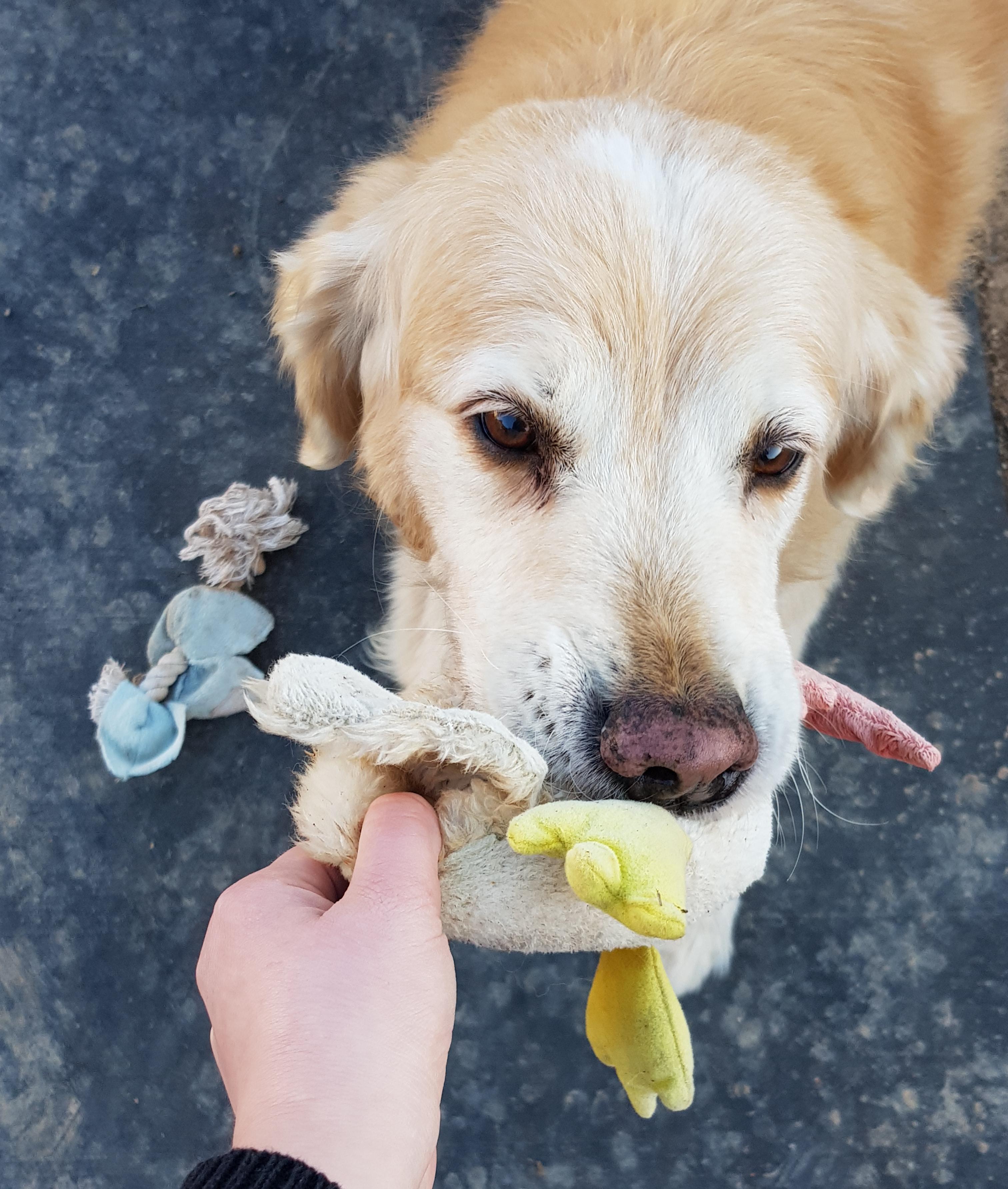 He keeps bringing toys to me to play fetch but doesn't let go and it