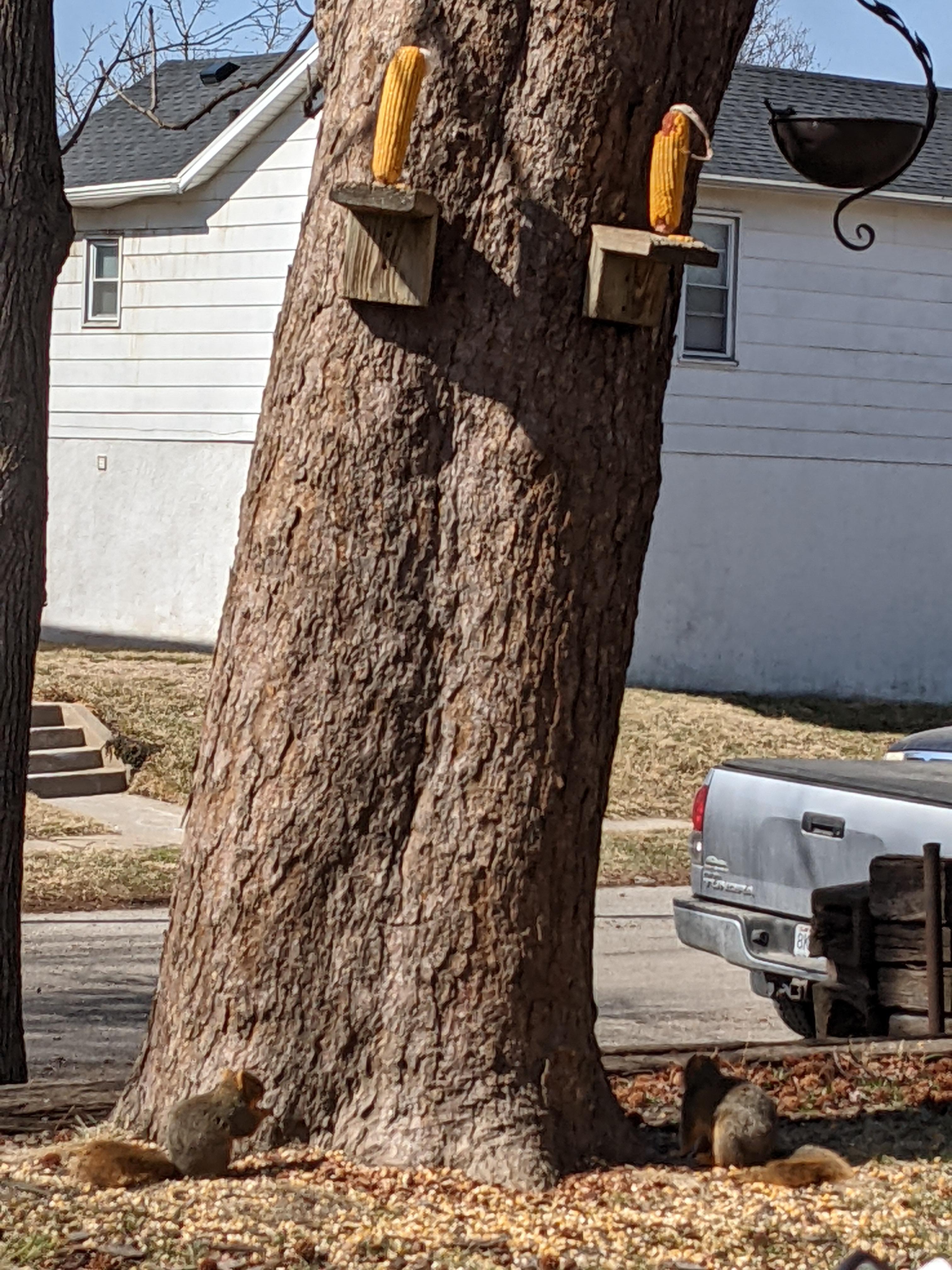 my dad gave pecans from trees. my squirrels never saw a pecan before