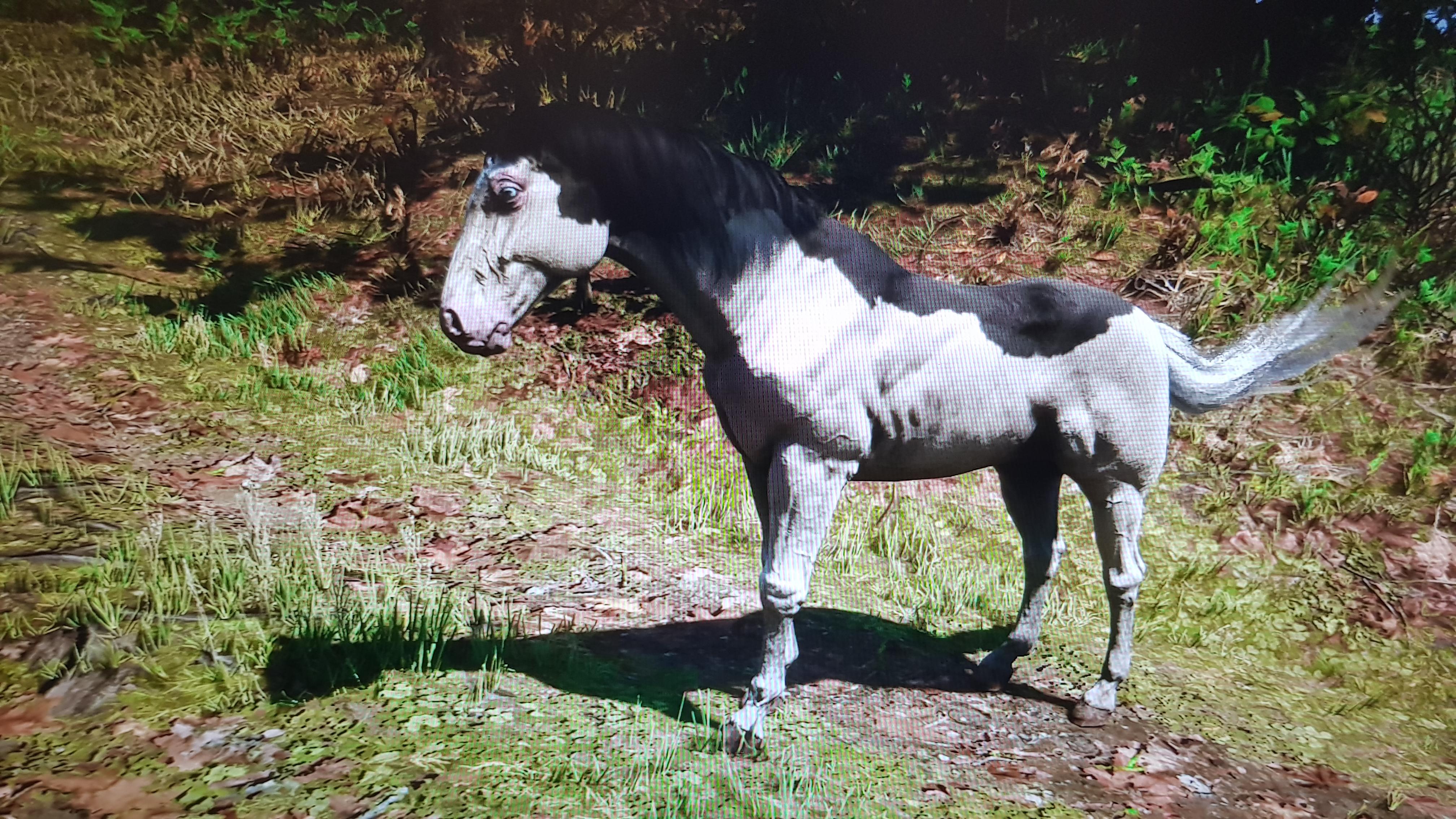 Hi everyone, I found this beautiful horse (american paint splashed white) and it my fifth horse