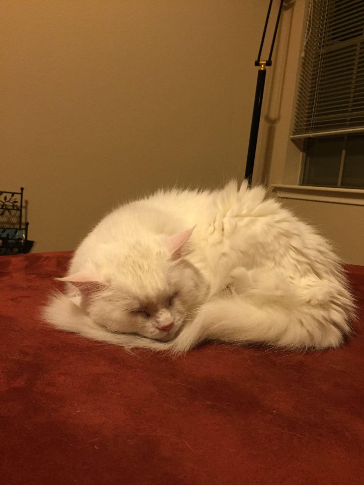 My 21 year old cat sleeping peacefully r/Eyebleach