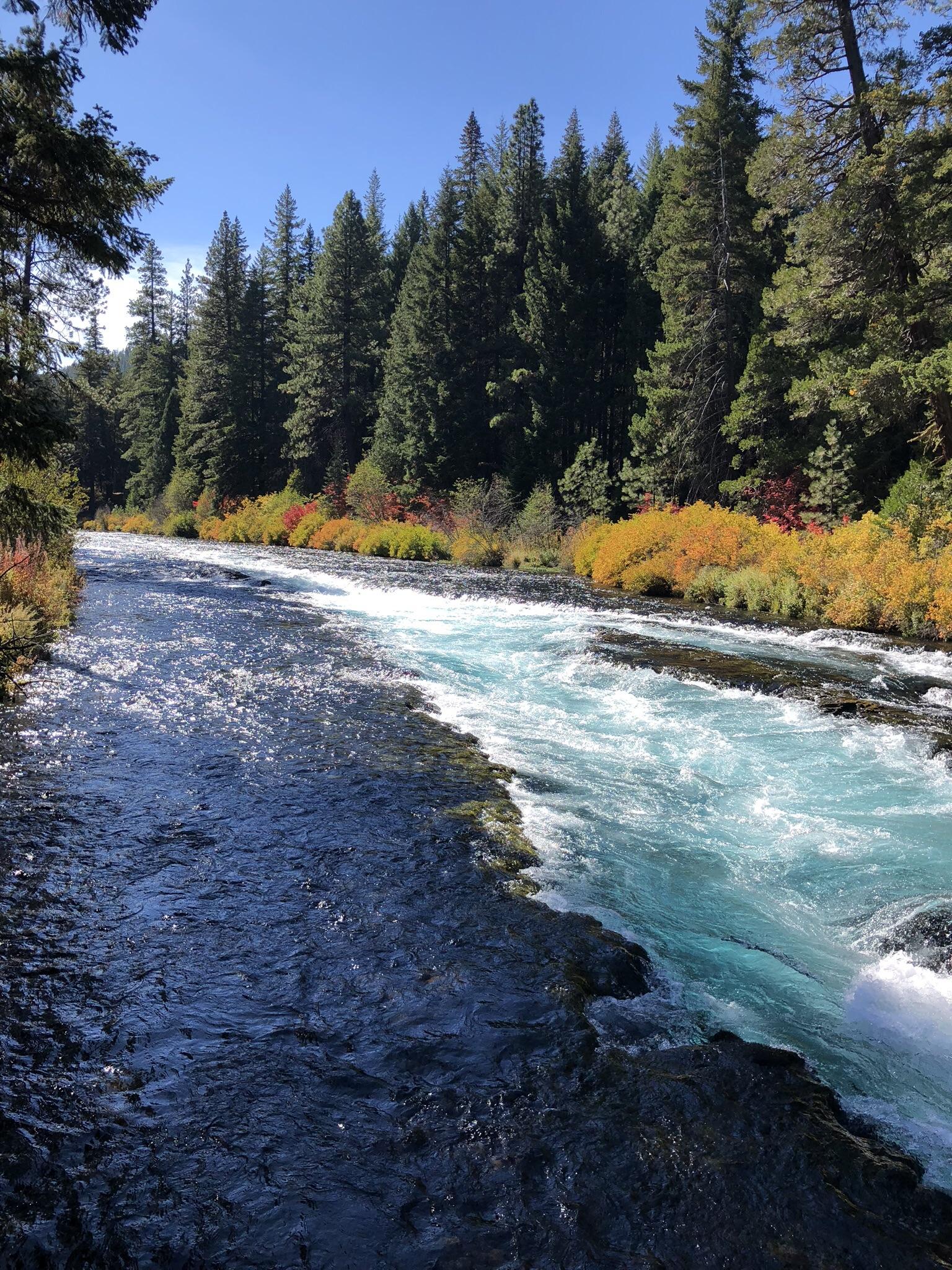 The Metolius River on a perfect fall day r/oregon