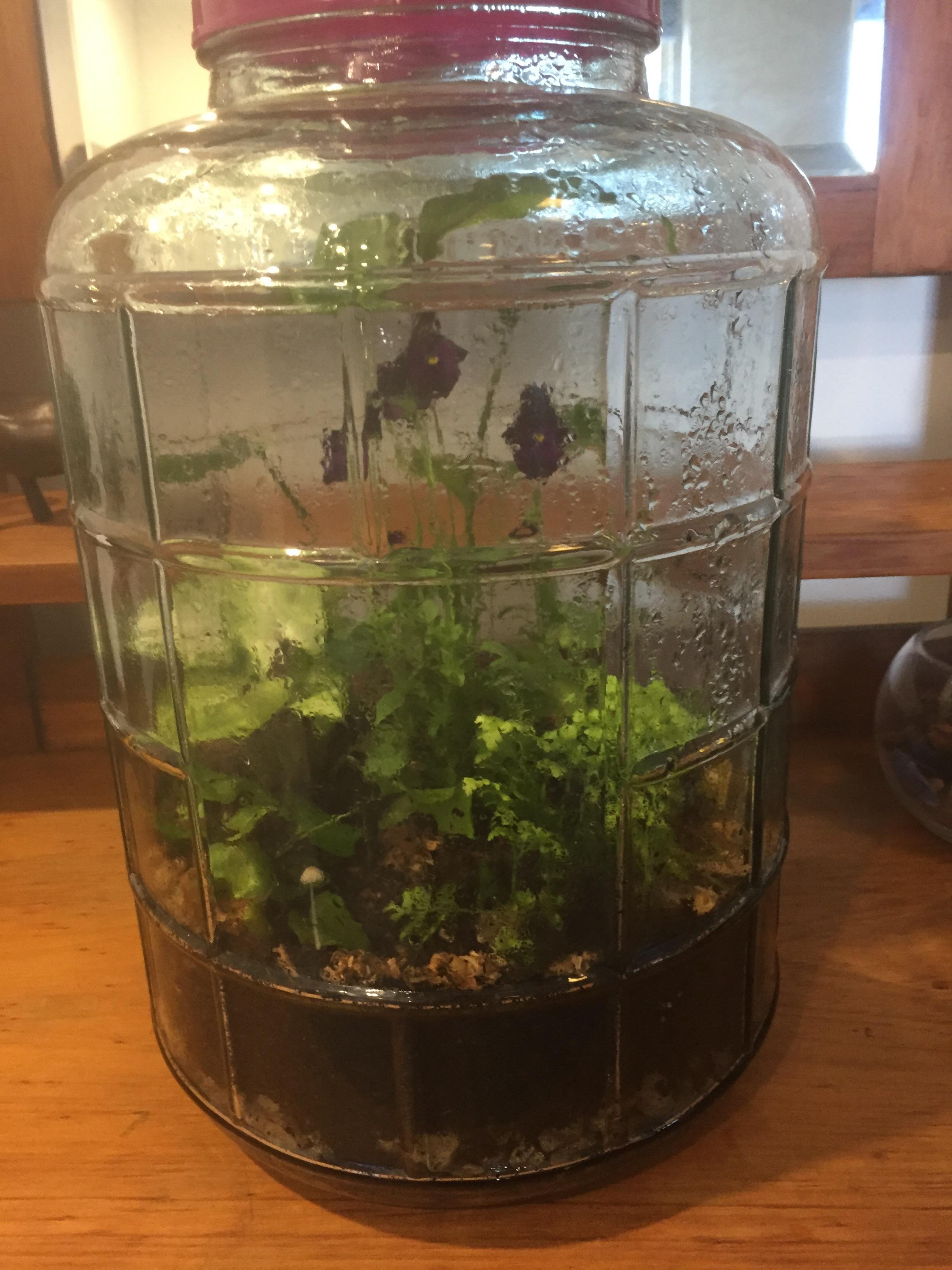 My terrarium has been sealed for three months! It gets 12hours sun a
