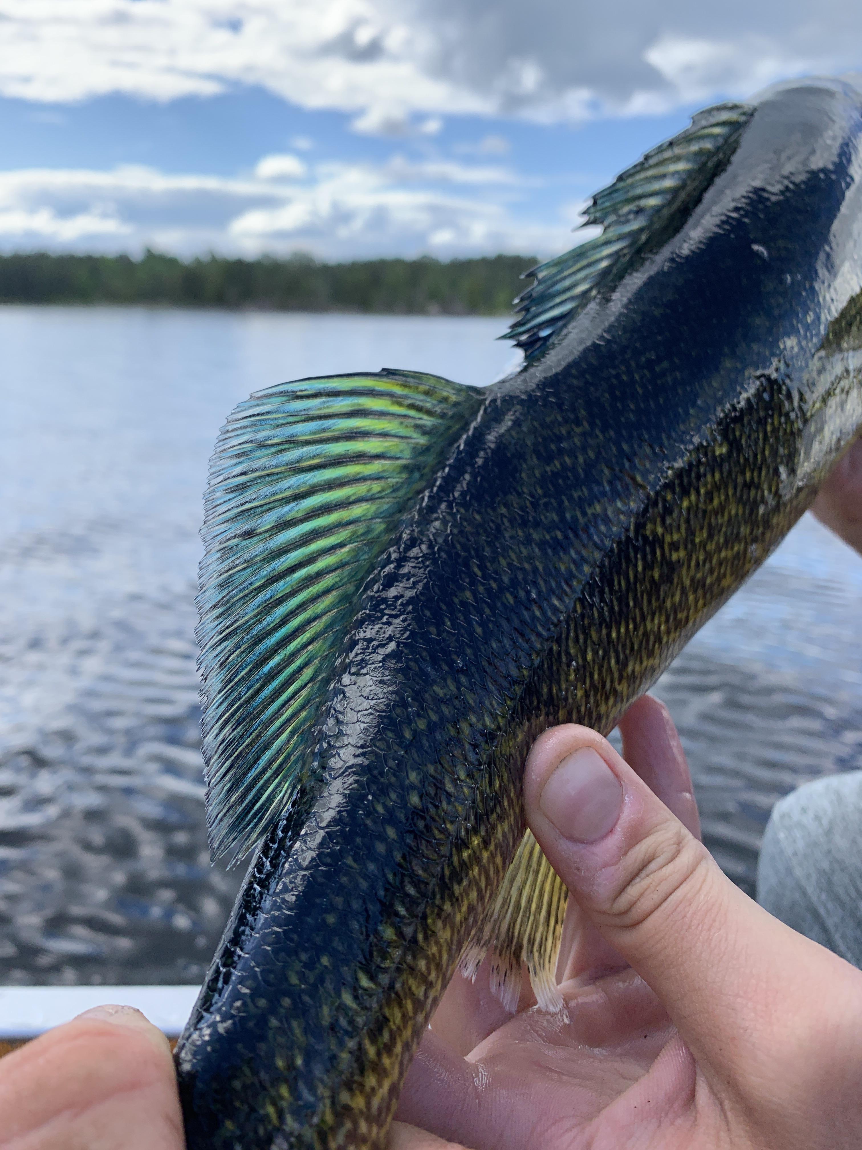 Anybody ever caught a blue walleye? r/Fishing