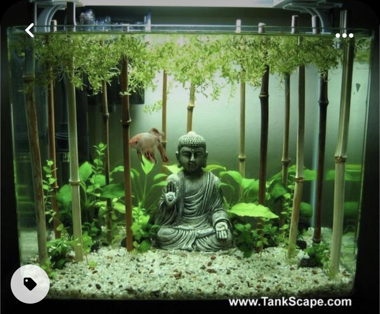 Lucky Bamboo And Betta Fish