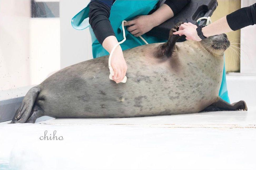 Princess Arare is pregnant! chiho_pic_seal r/seals
