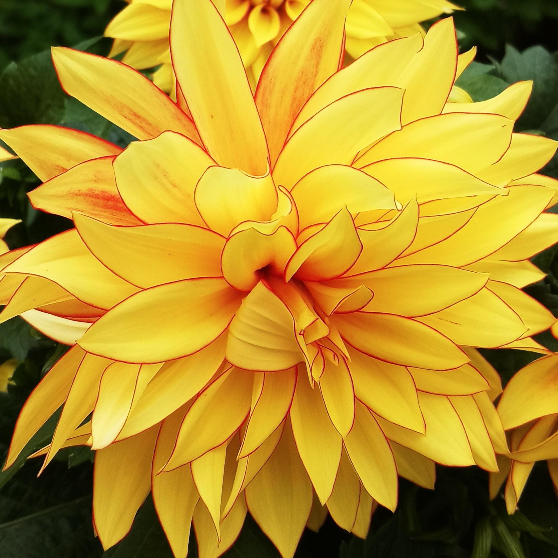 what type of flower is this? flowers