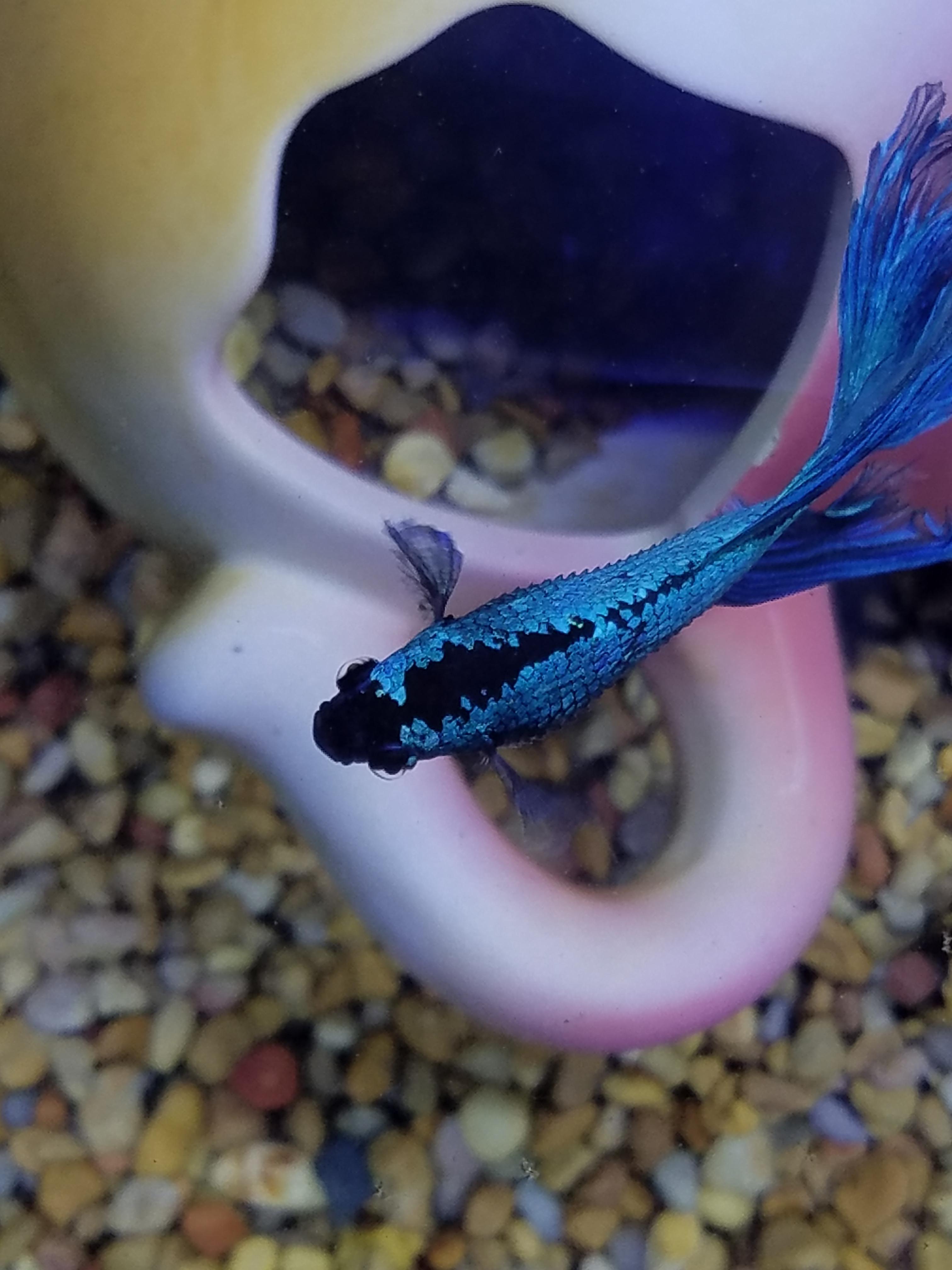 Betta Fish Dropsy Reddit BETTAKUS