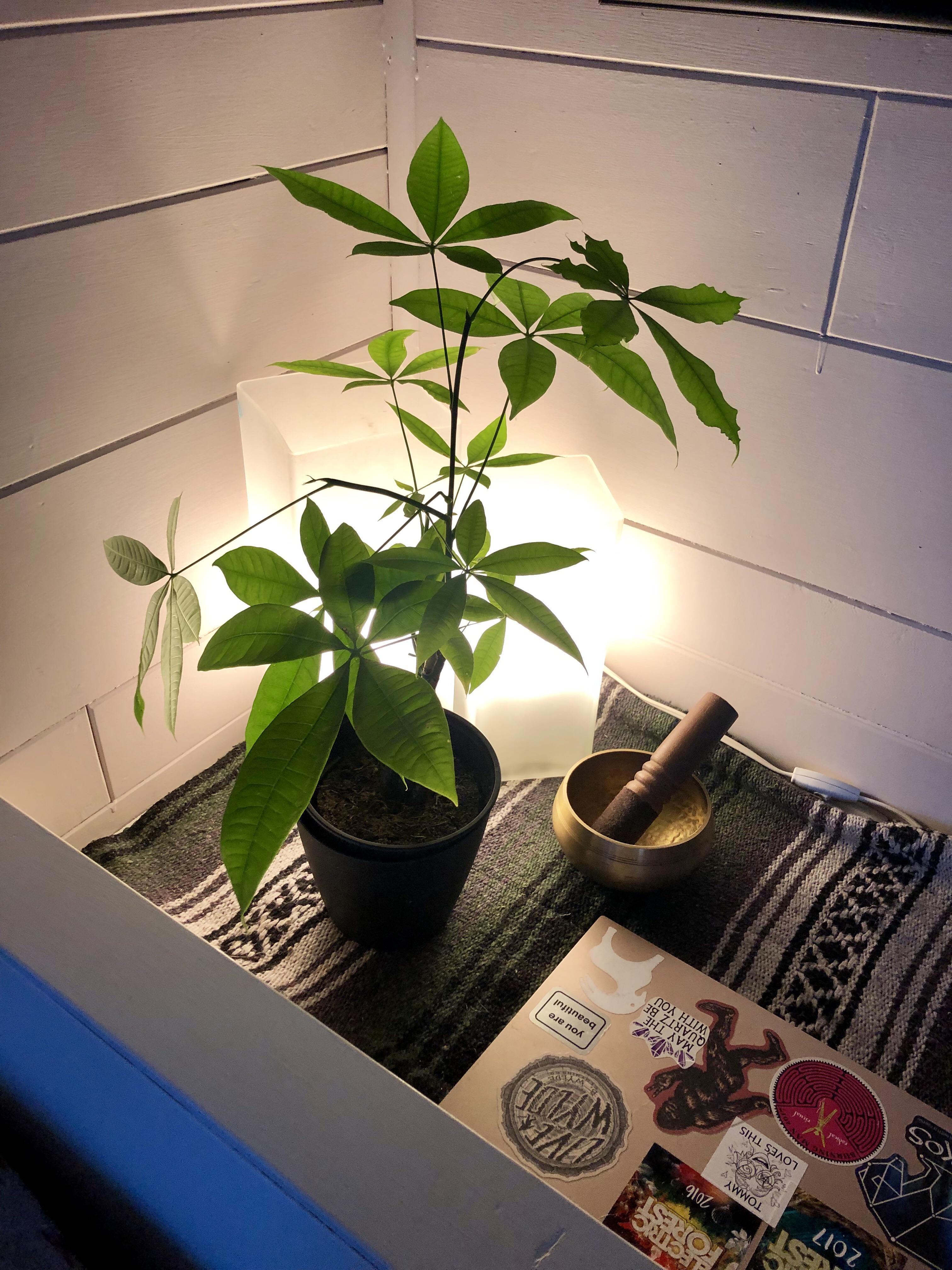 Finally moved into a home with plenty of natural light and couldn’t