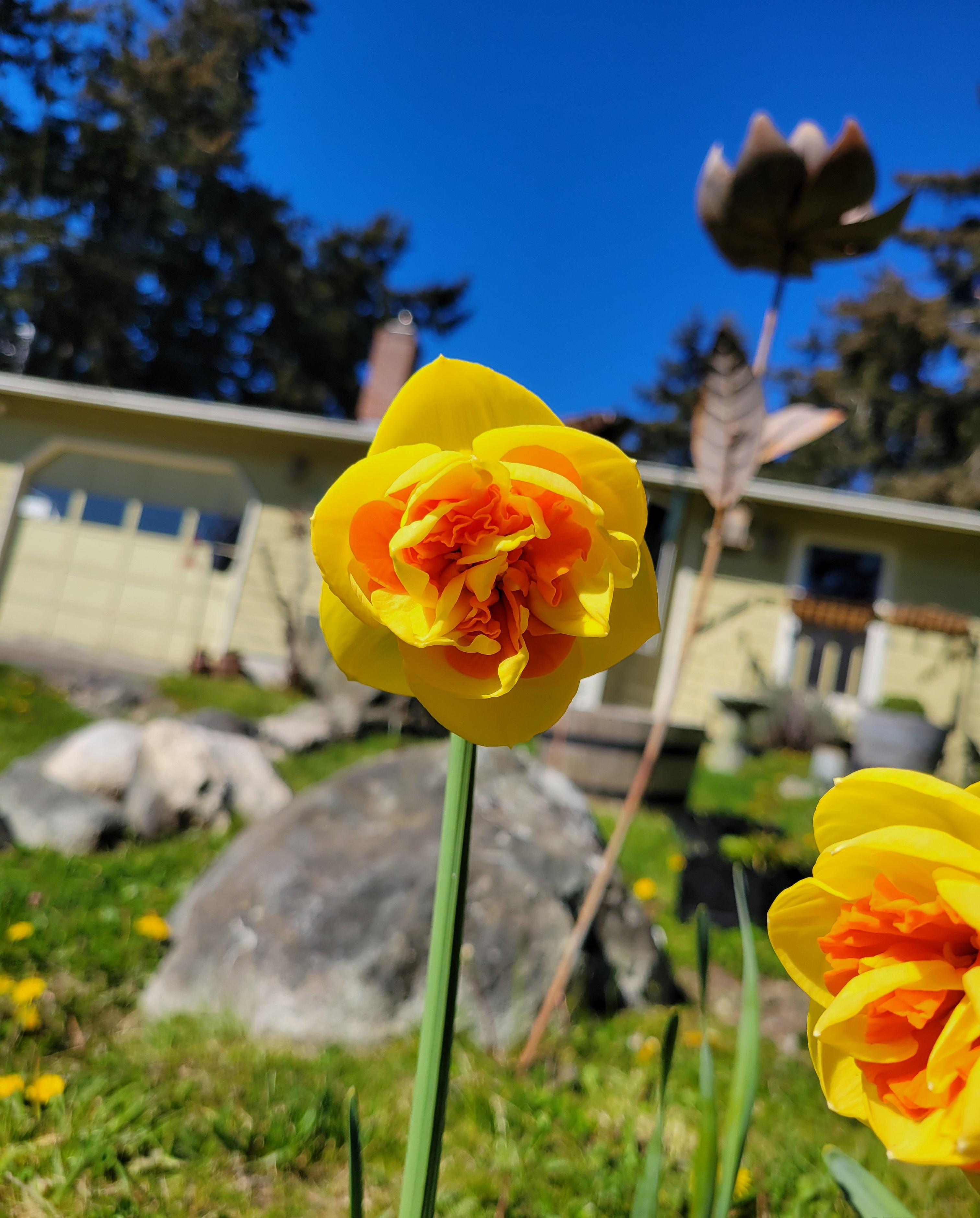 Kiwi Sunset Daffodils r/gardening