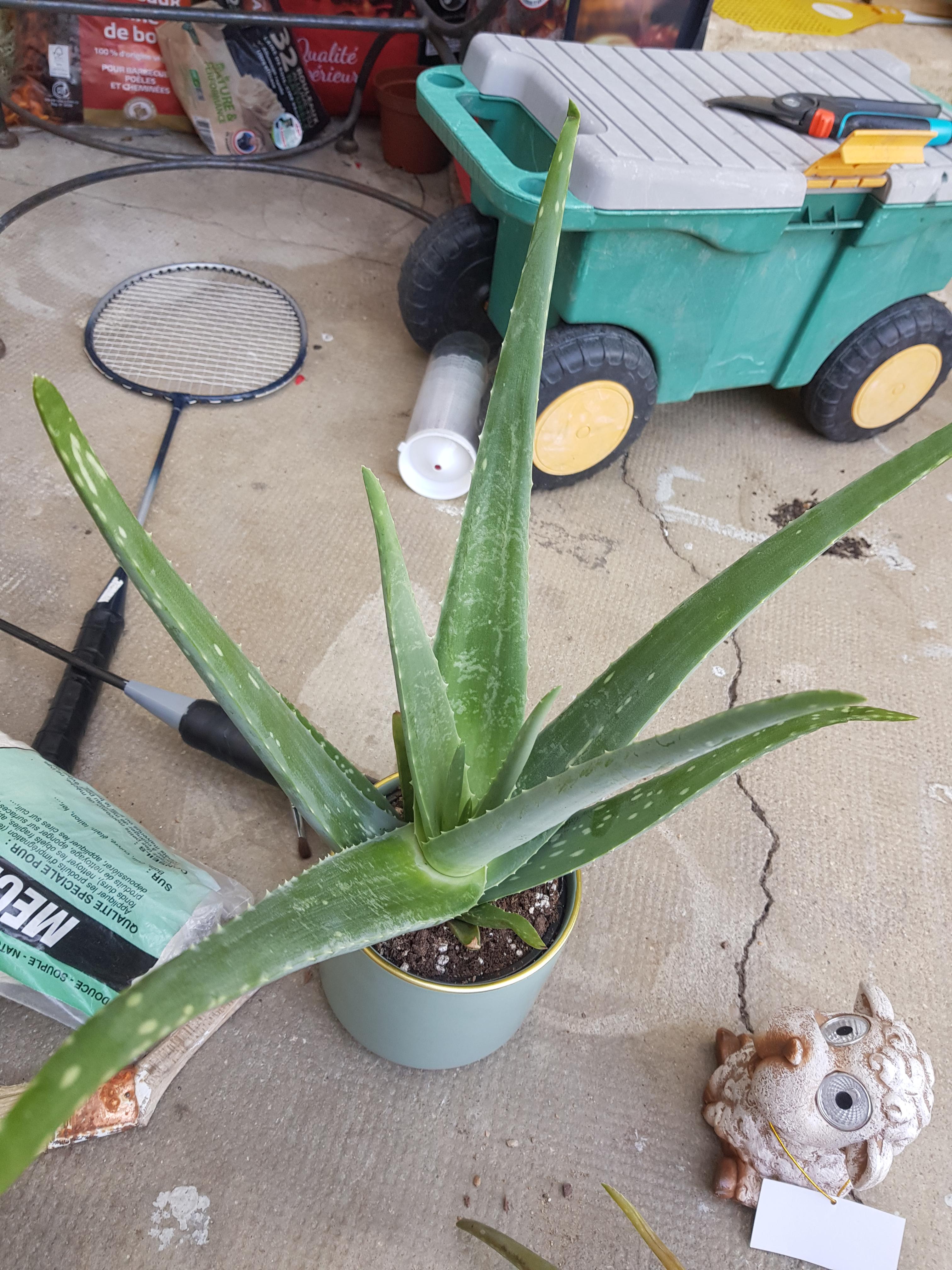 Is this a healthy plant? : r/plantclinic