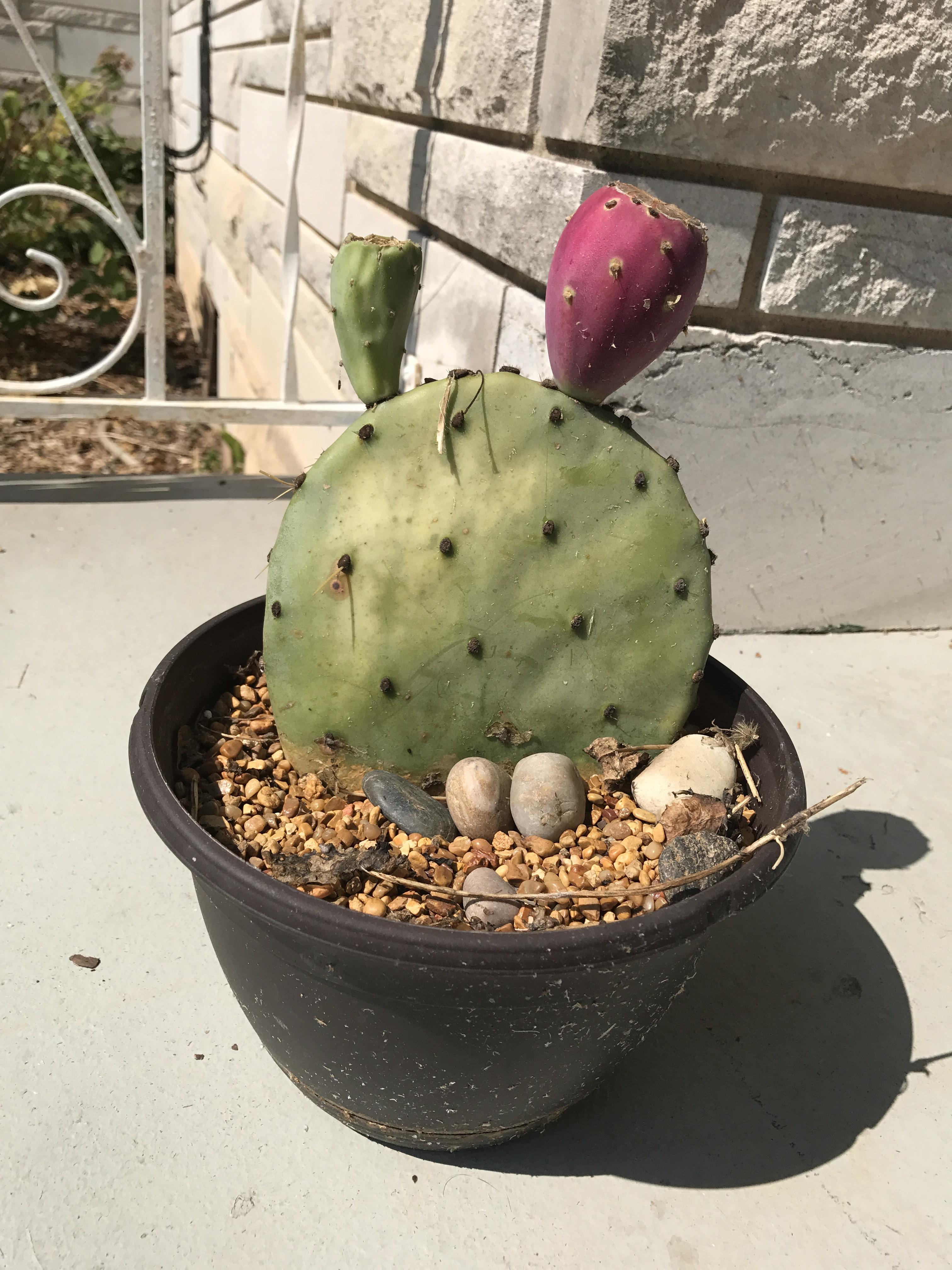 Cactus turning purple? Sign of too much sun or normal? r/succulents