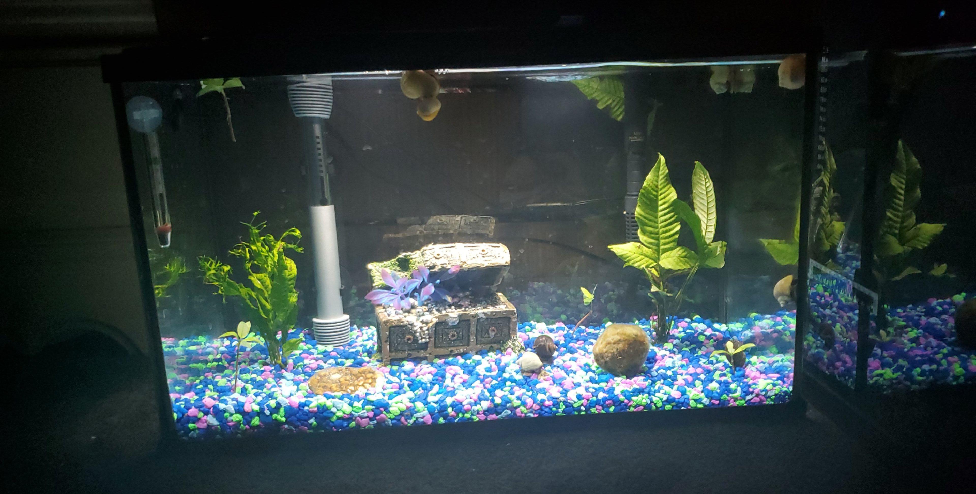 Ideas for DIY betta enrichment? (Description in comments) r/bettafish