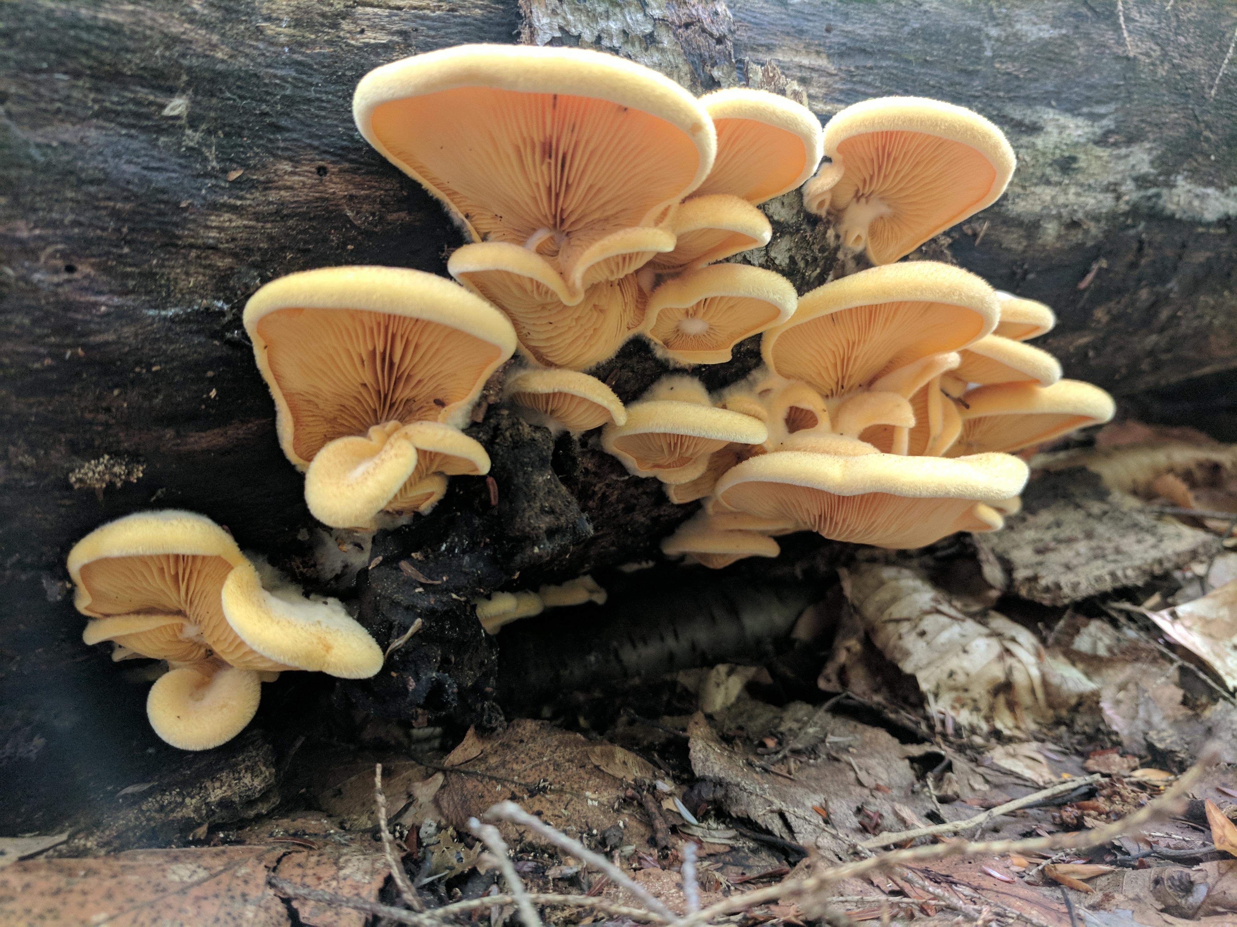 Yellow oyster mushrooms? r/mycology