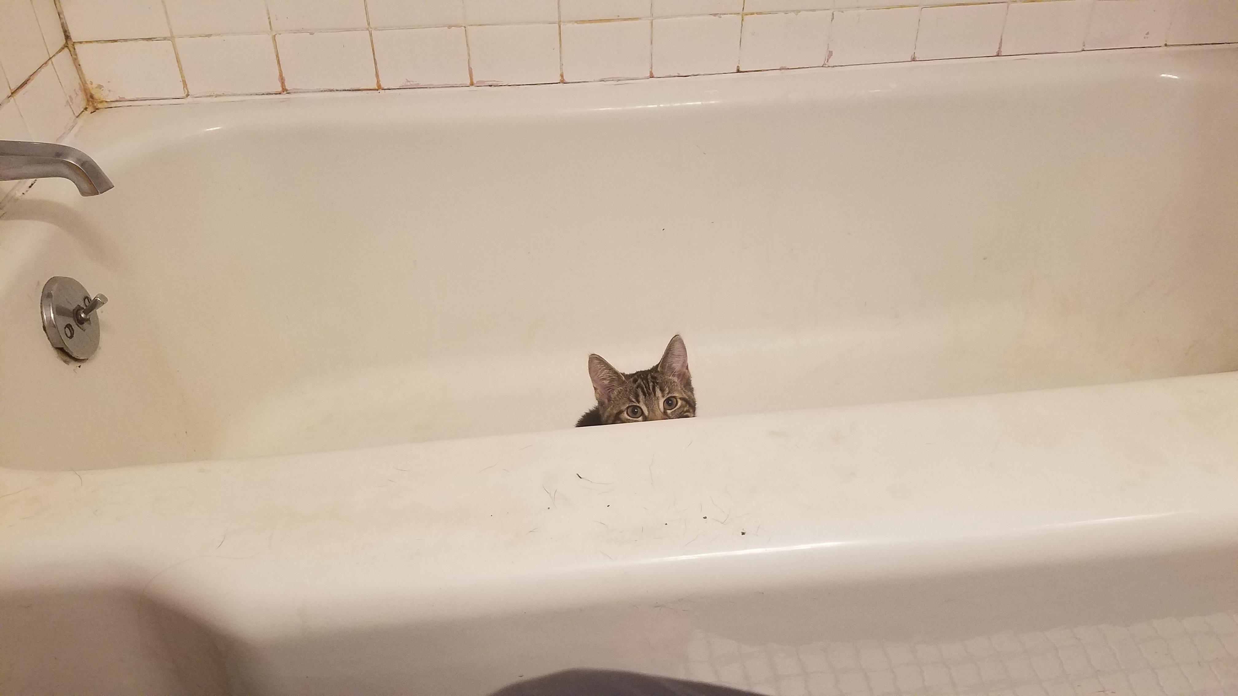 So I get up to use the bathroom at night and this is what I find... r