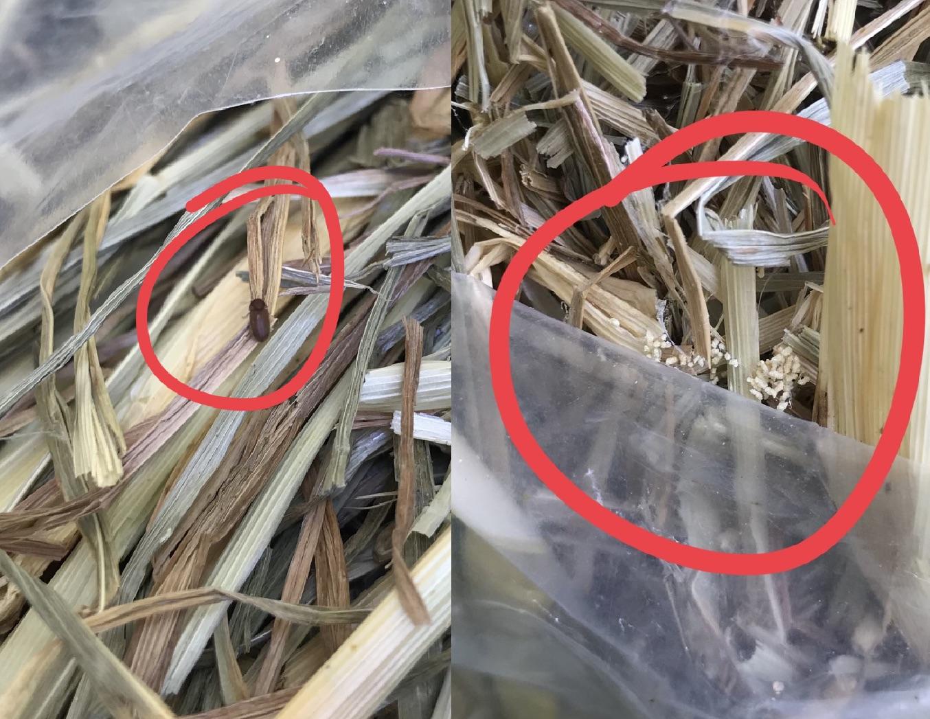 Mites/lice on packaged hay??? Should I return it? r/Rabbits