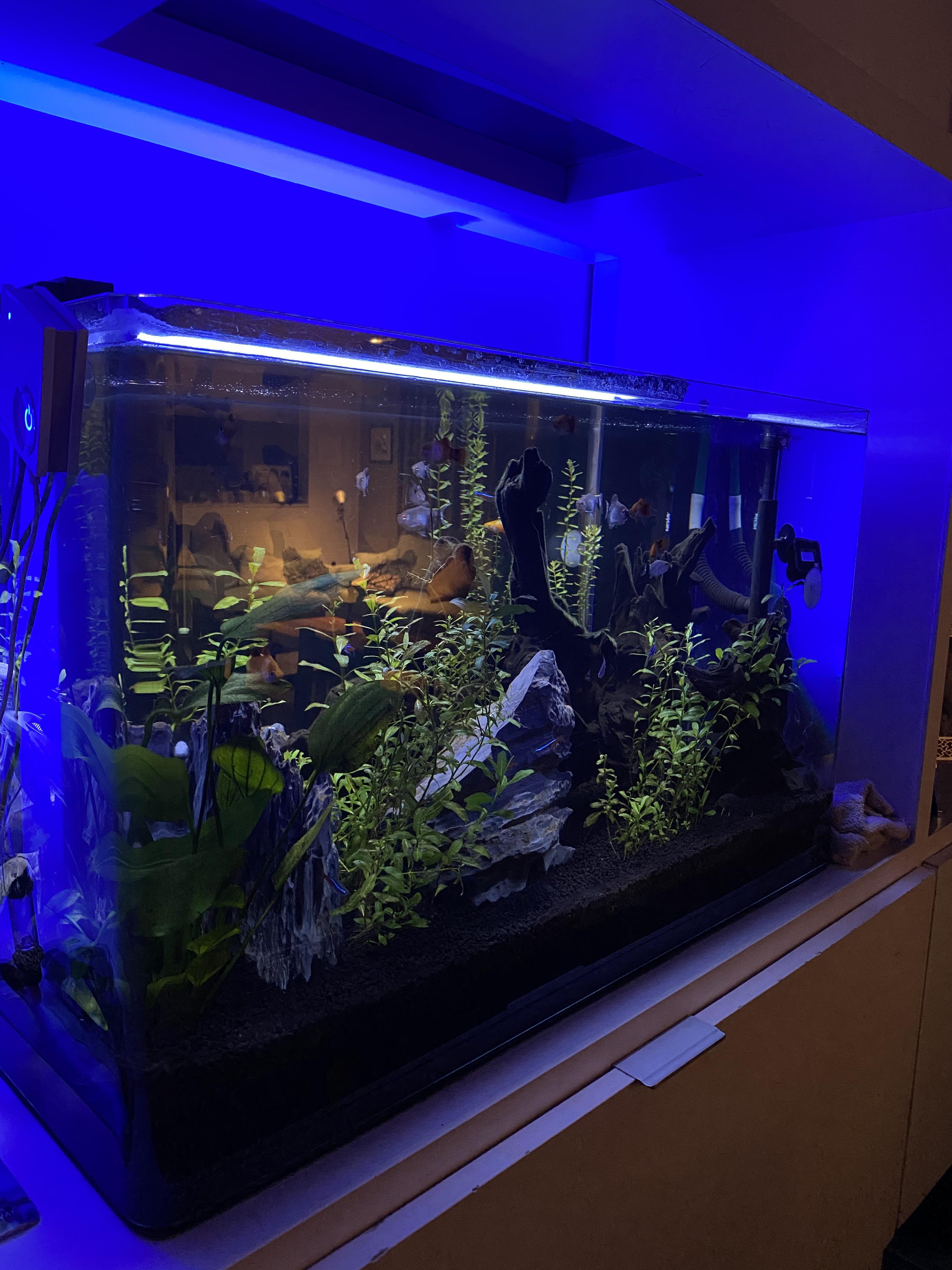 The blue light behind the tank at night makes it even more atmospheric