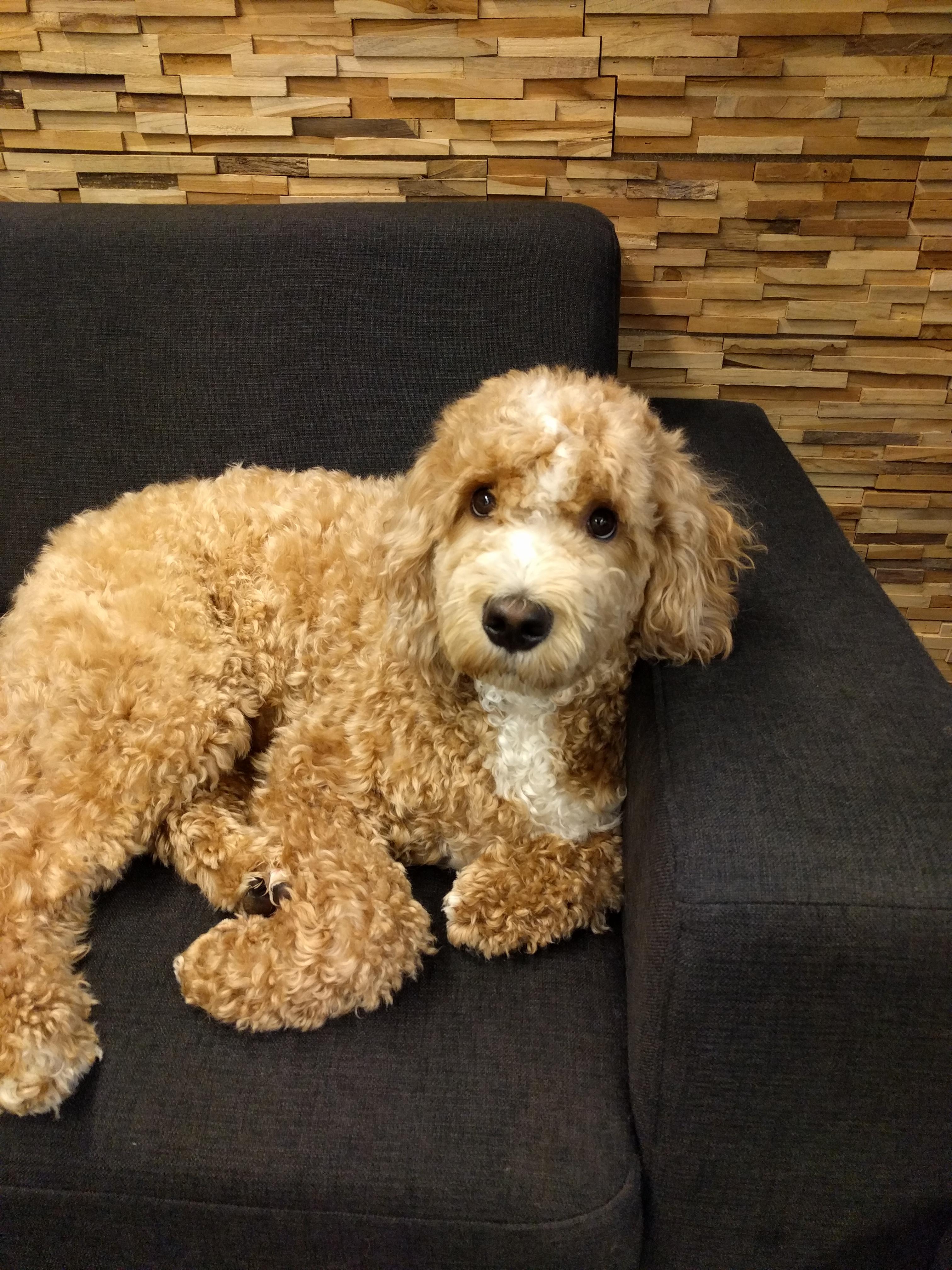 I started my first job today, the best perk is definitely the office